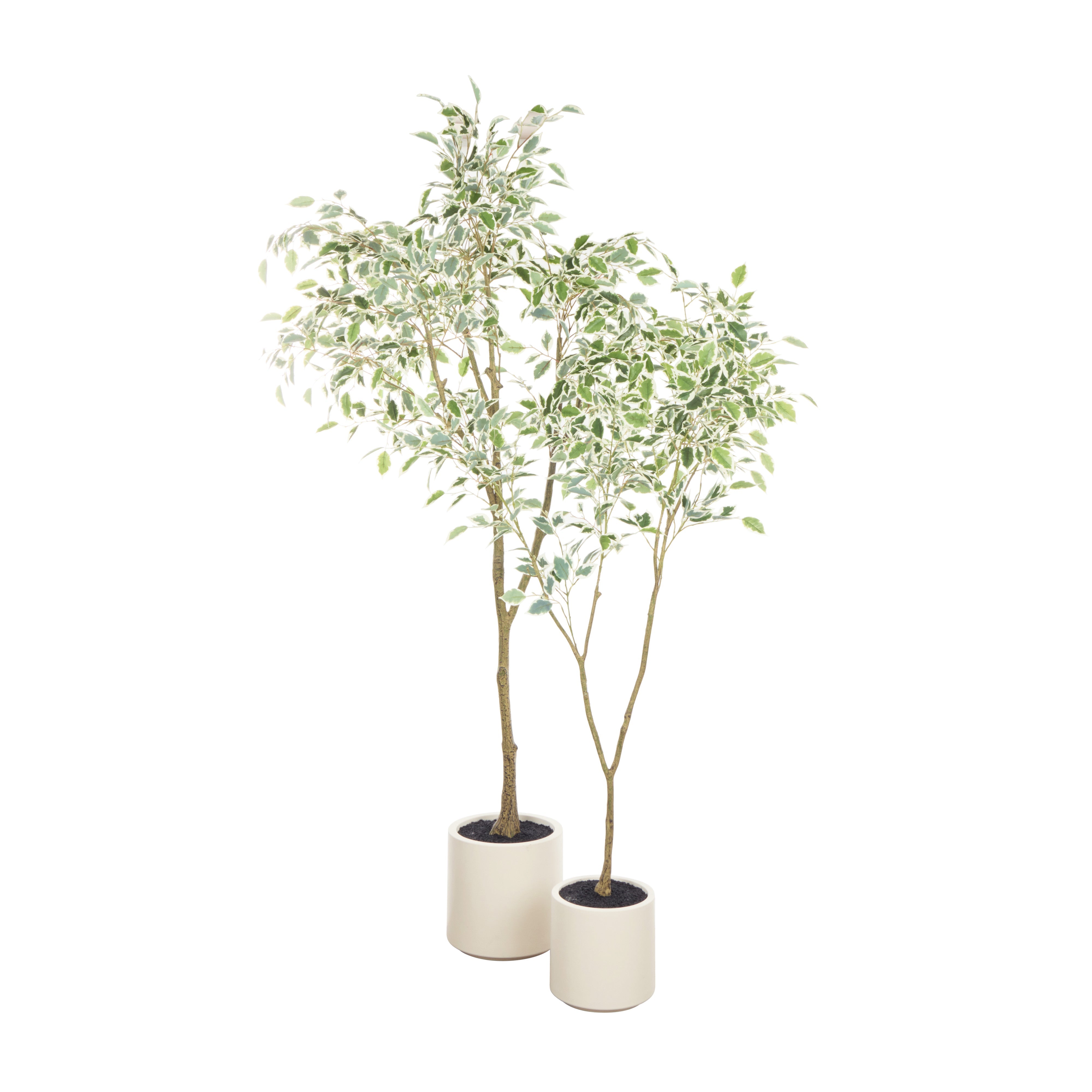 Rogue Ficus Tree Potted Green & White 150cm