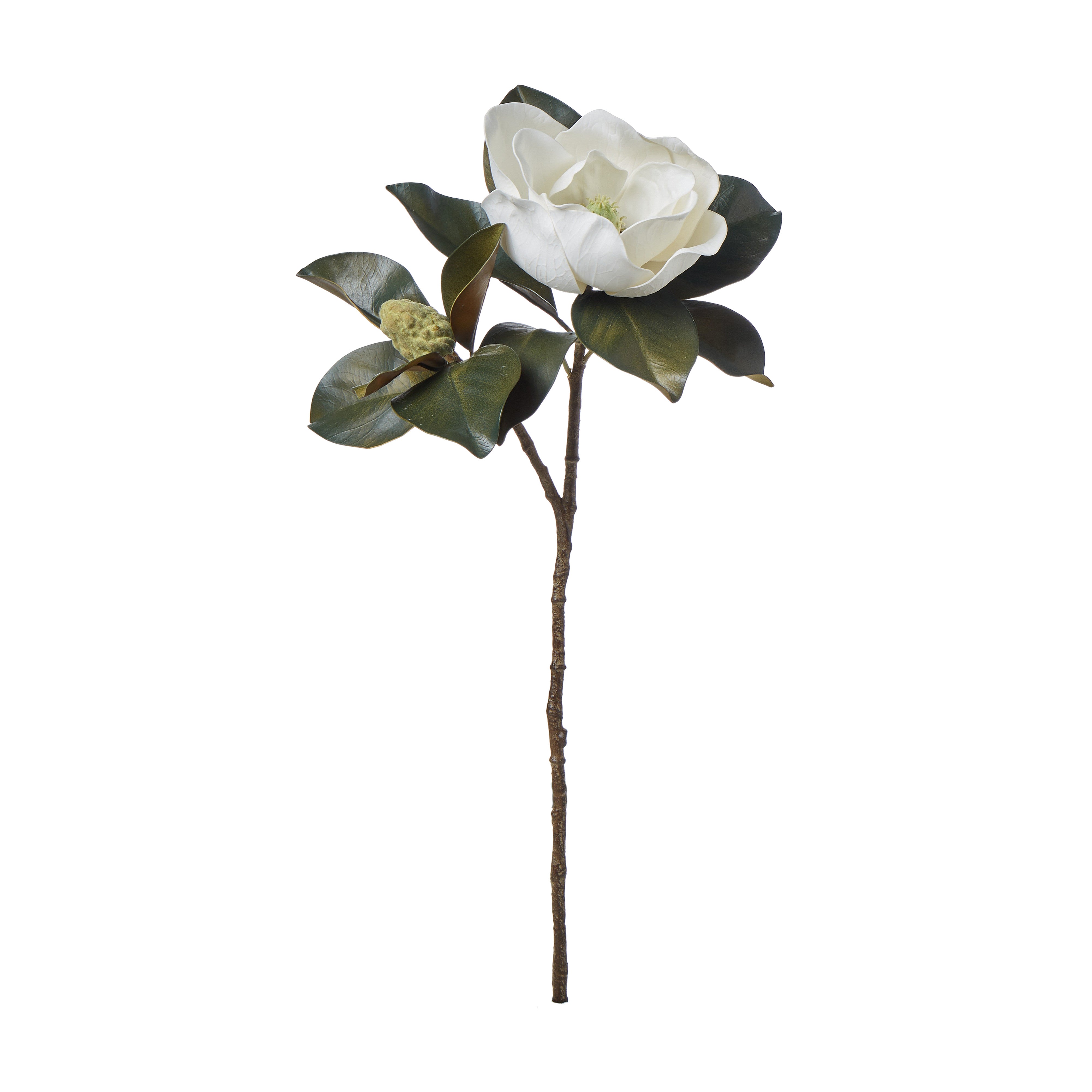 Rogue Magnolia Grandiflora 13x30x66cm