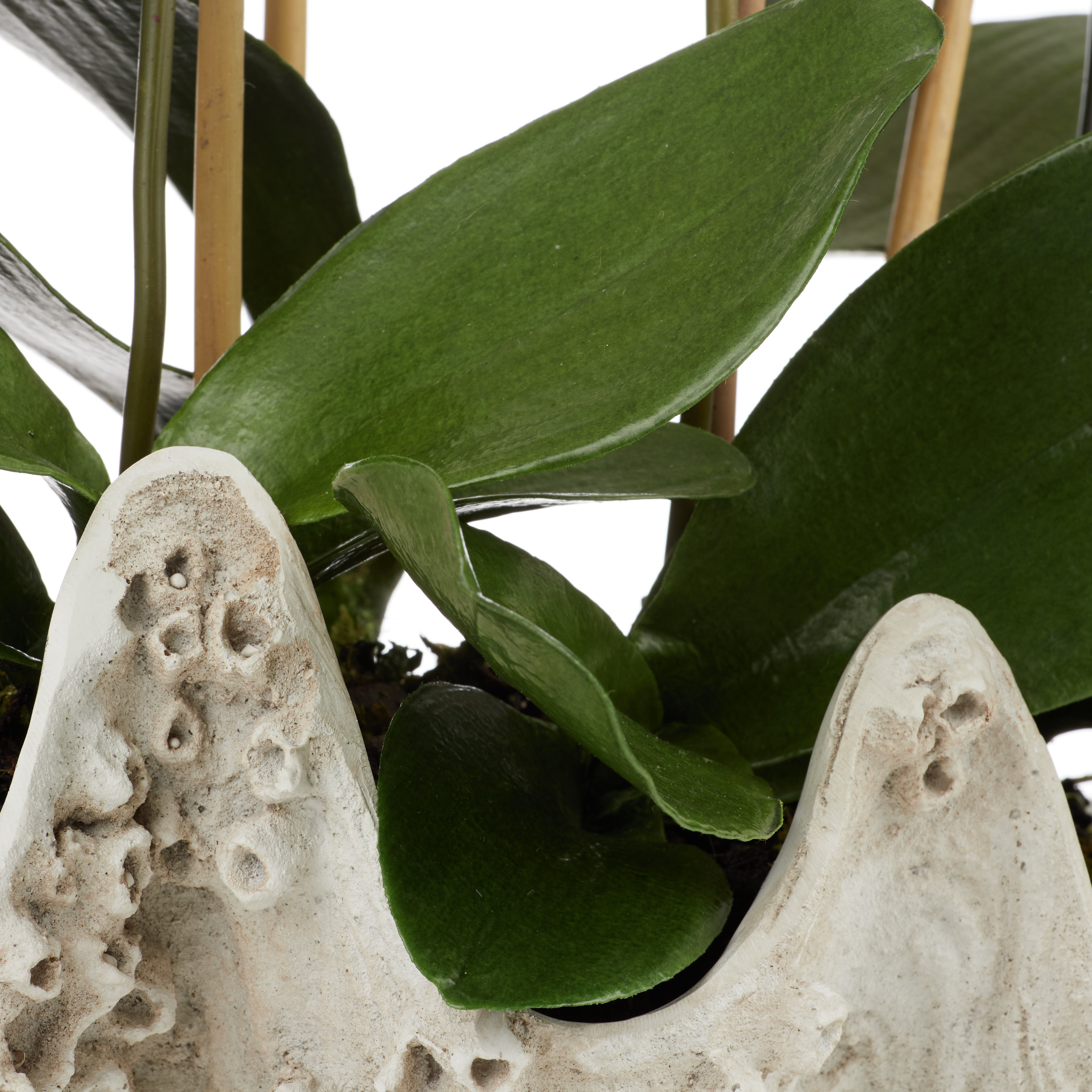 Rogue Phalaenopsis - Seychelles Clam