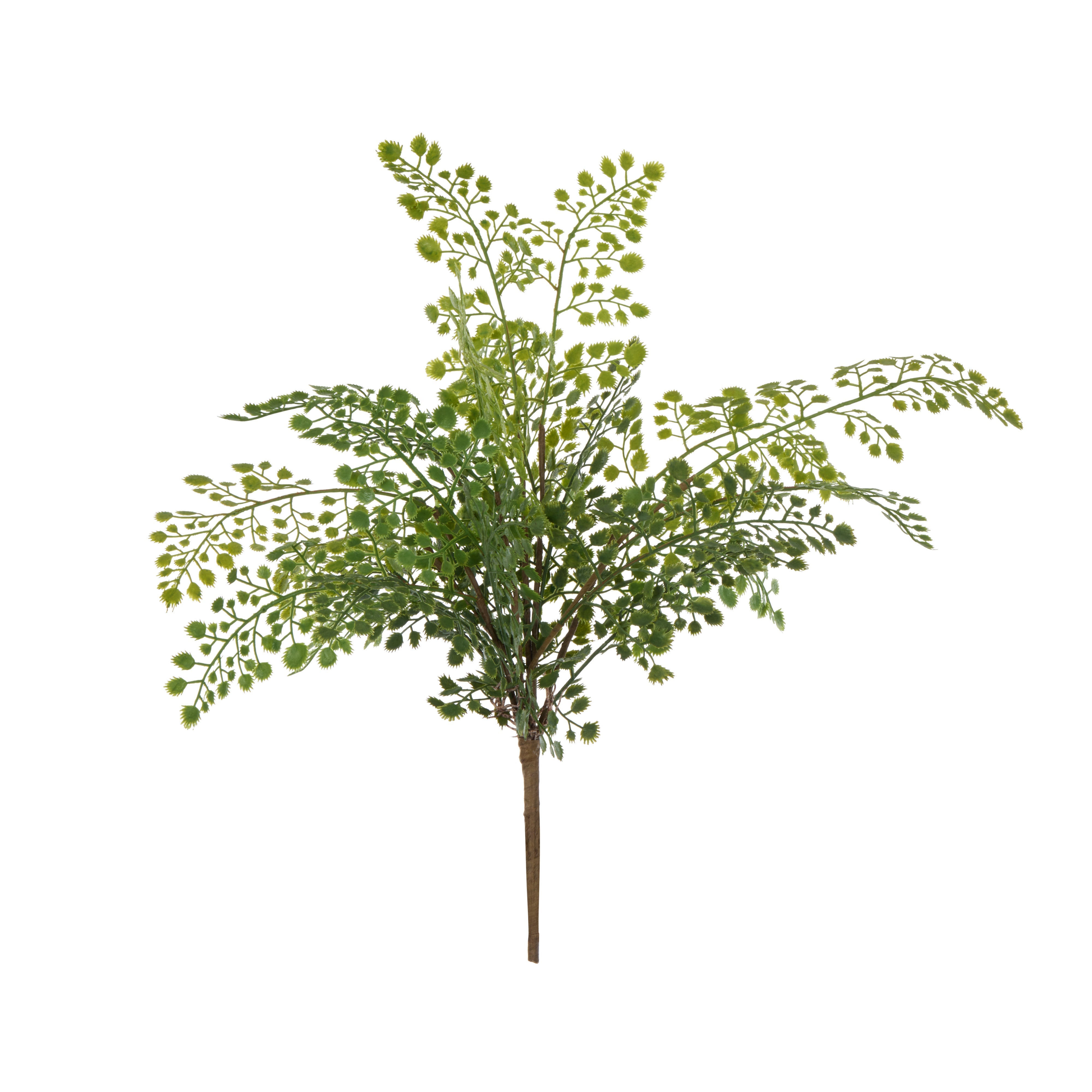 Rogue Maiden Hair Fern 45cm