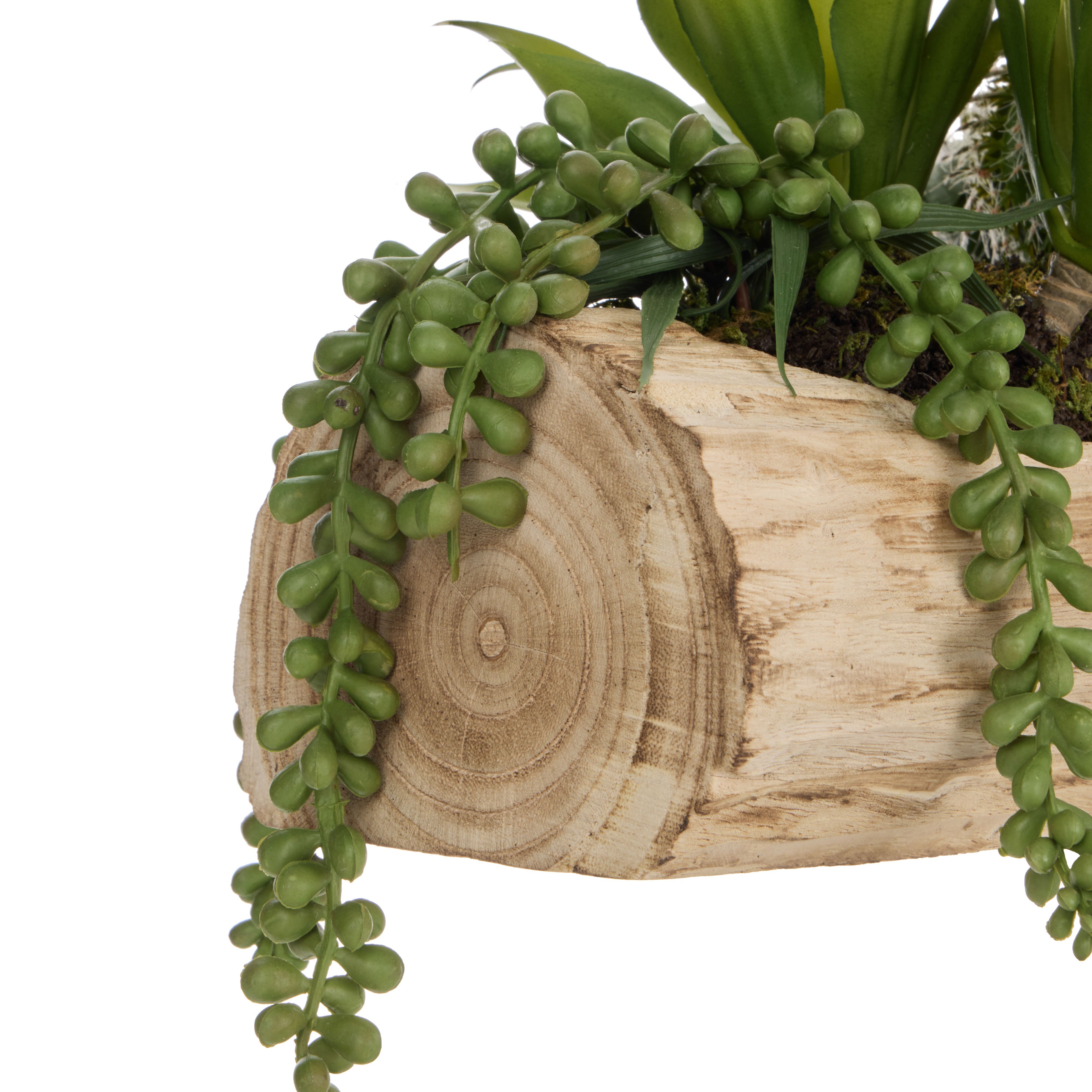 Rogue Cactus Air Plant Mix - Timber Planter Green & Natural
