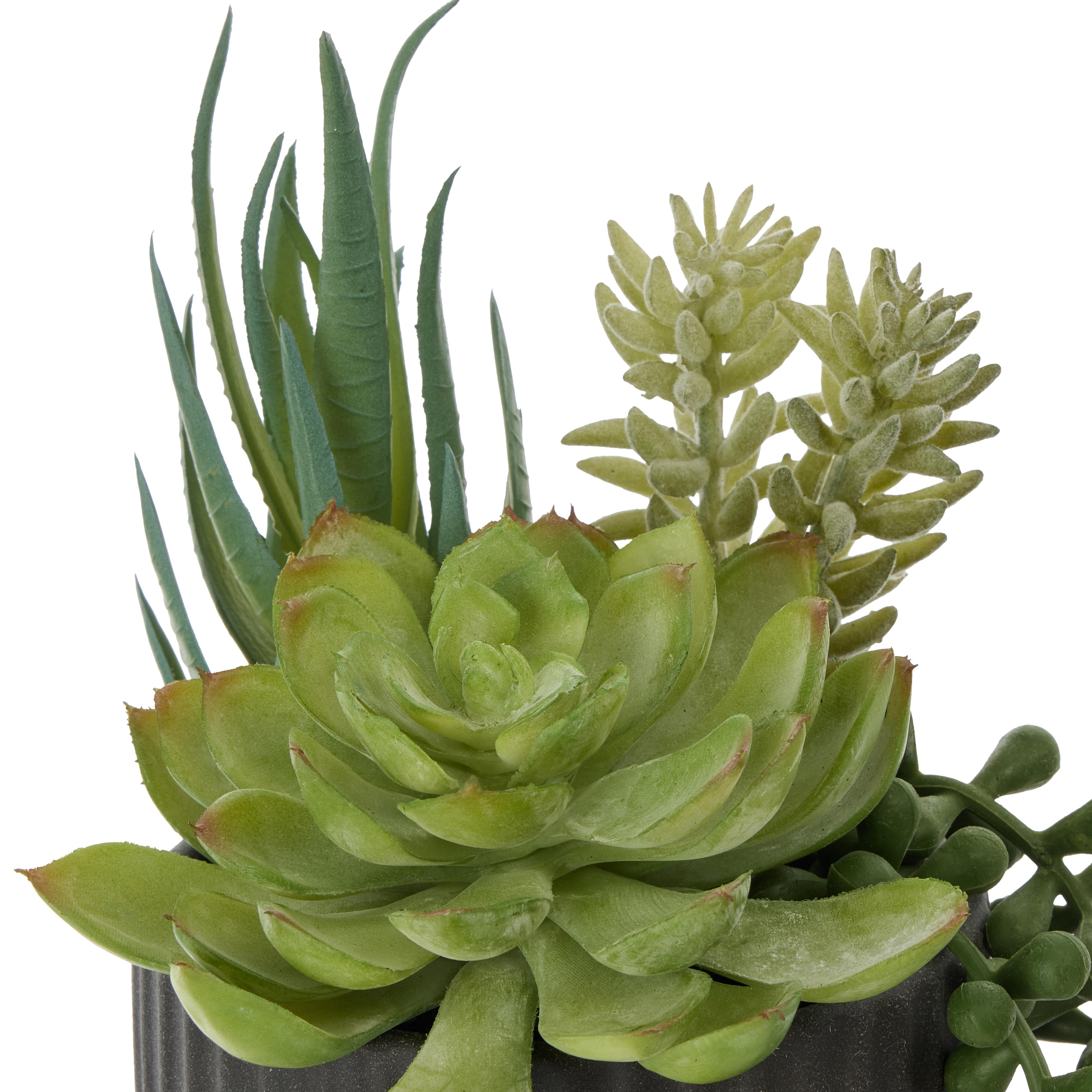 Rogue Aloe Succulent Mix Pot Green & Black