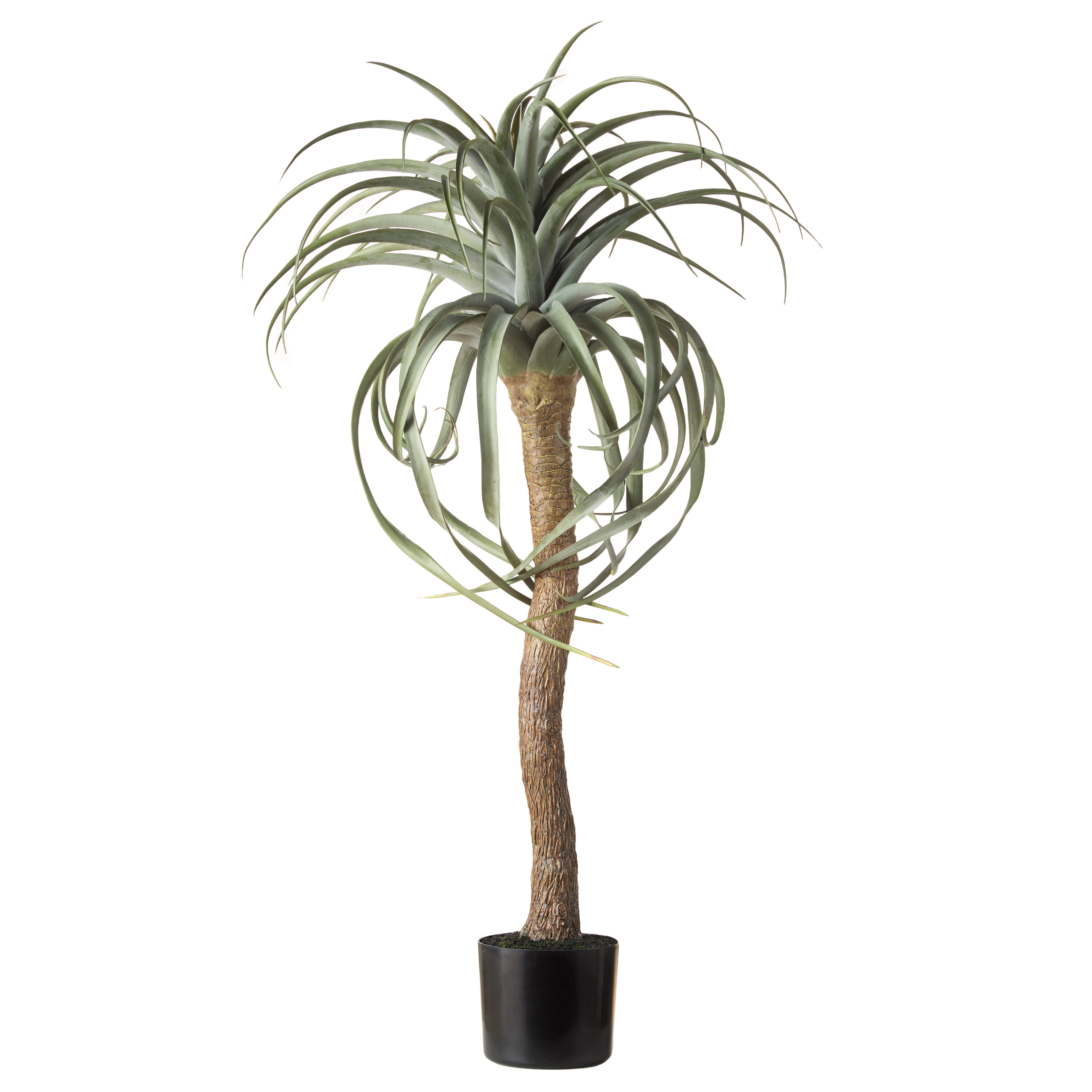 Rogue Aloe Tree 107x64x64cm