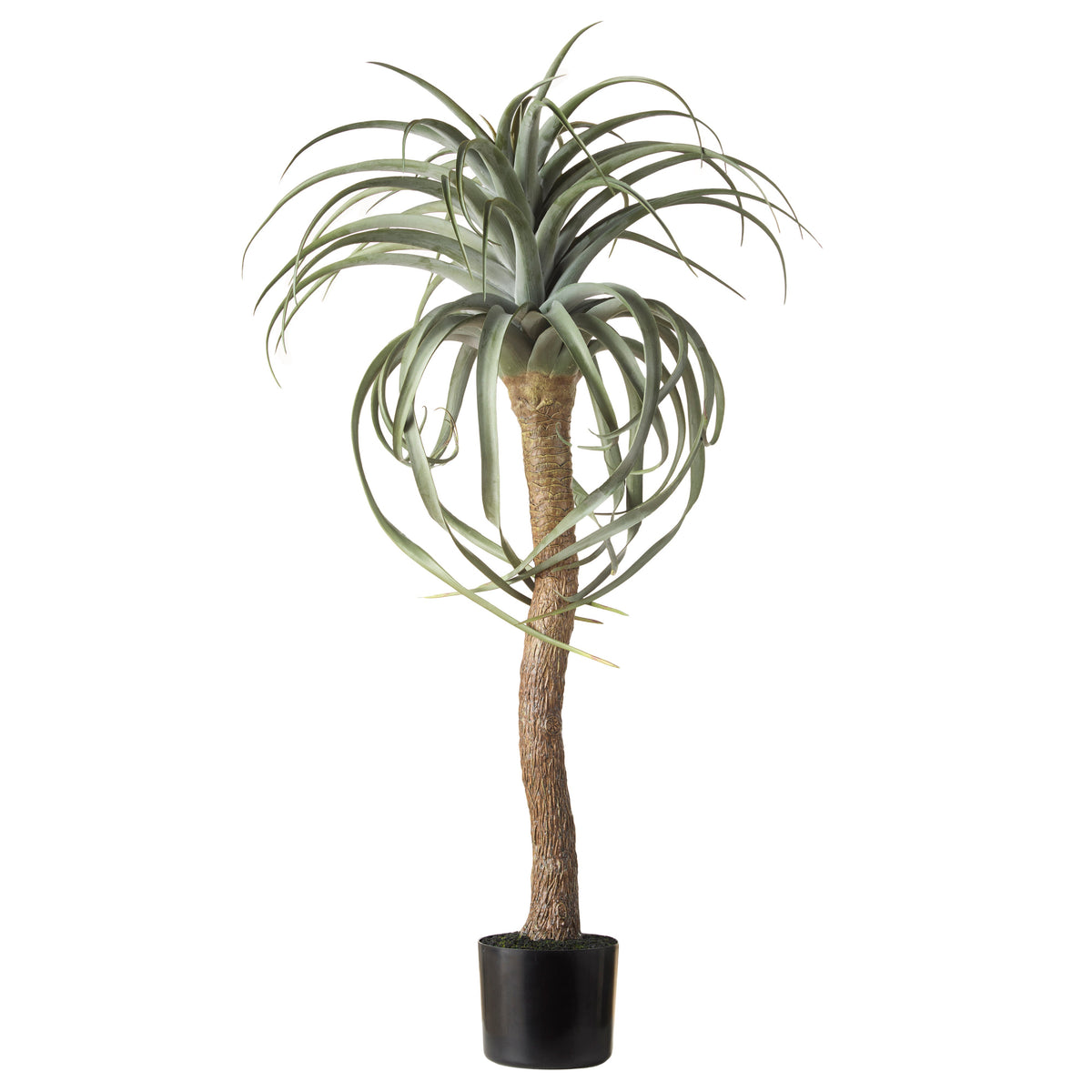 Rogue Aloe Tree 107x64x64cm