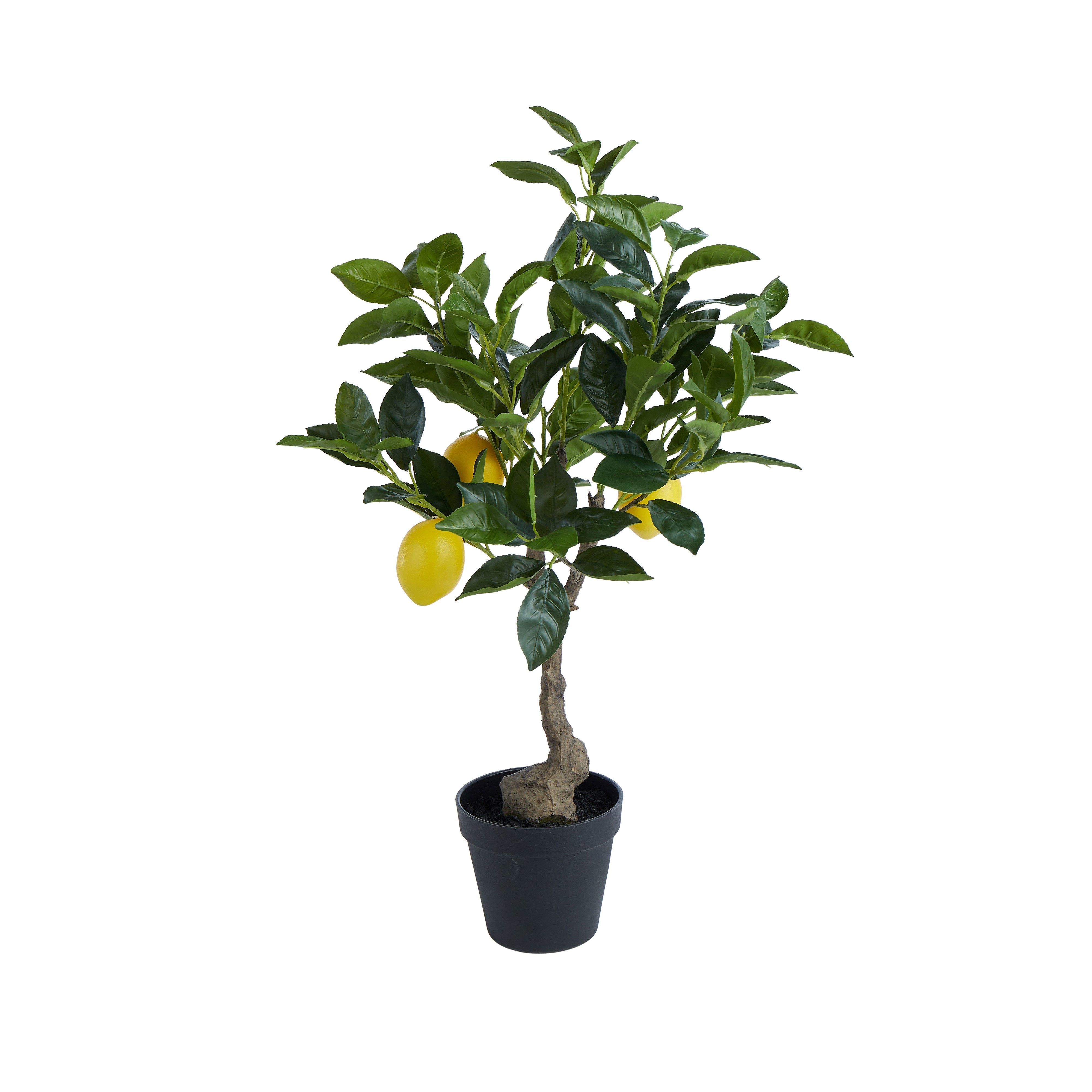 Rogue Lemon Tree 38cm