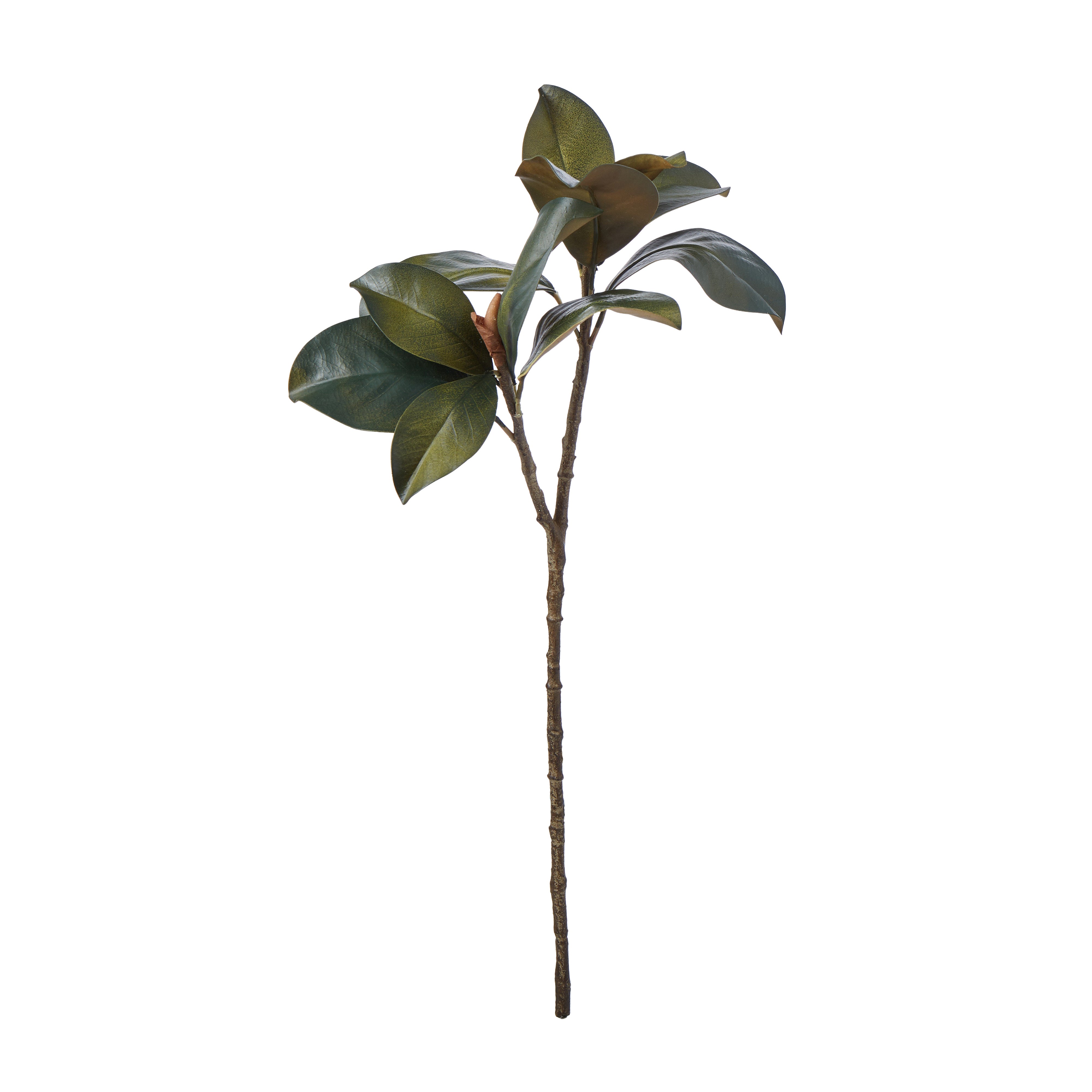Rogue Magnolia Foliage 64cm