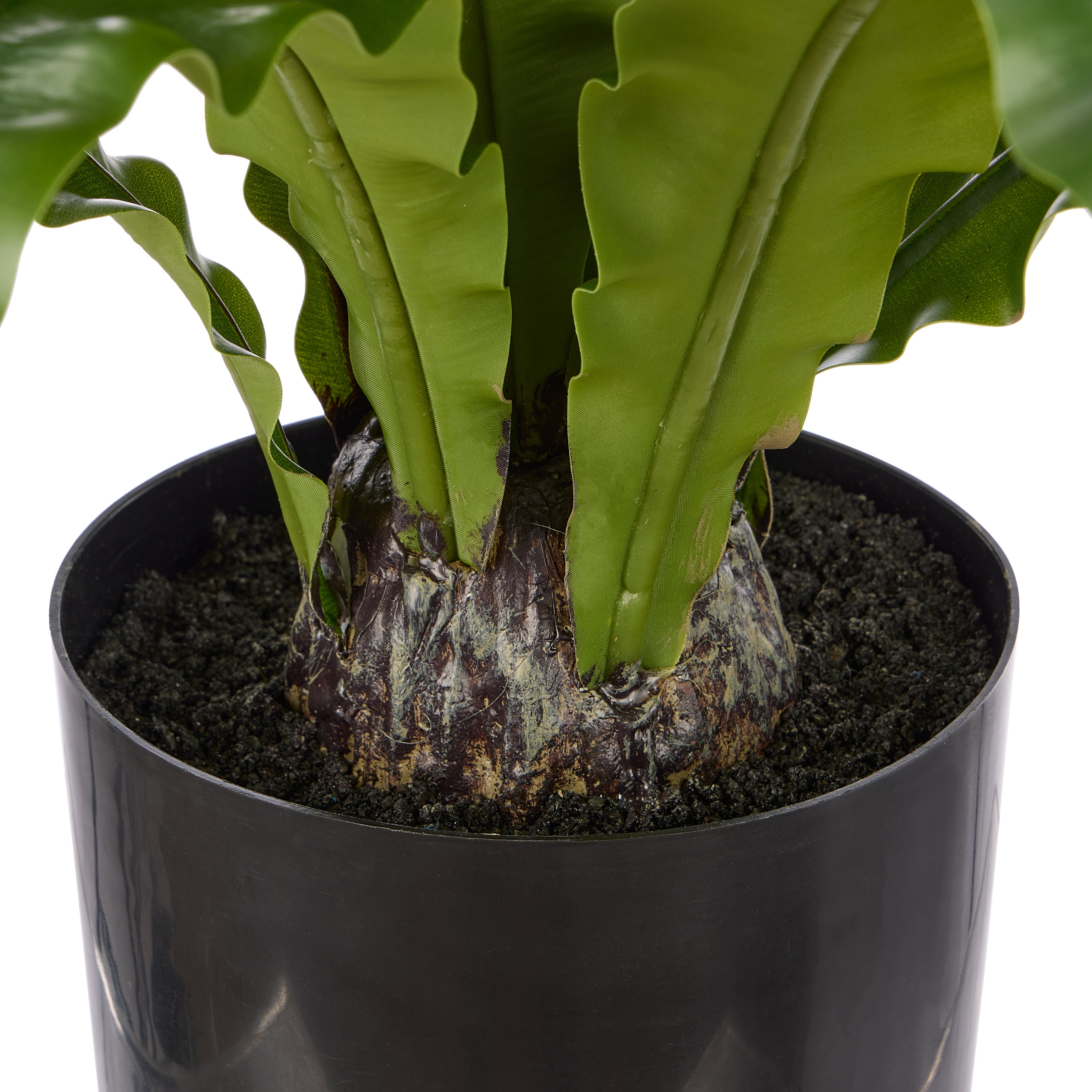 Rogue Bird's Nest Fern 105x105x60cm