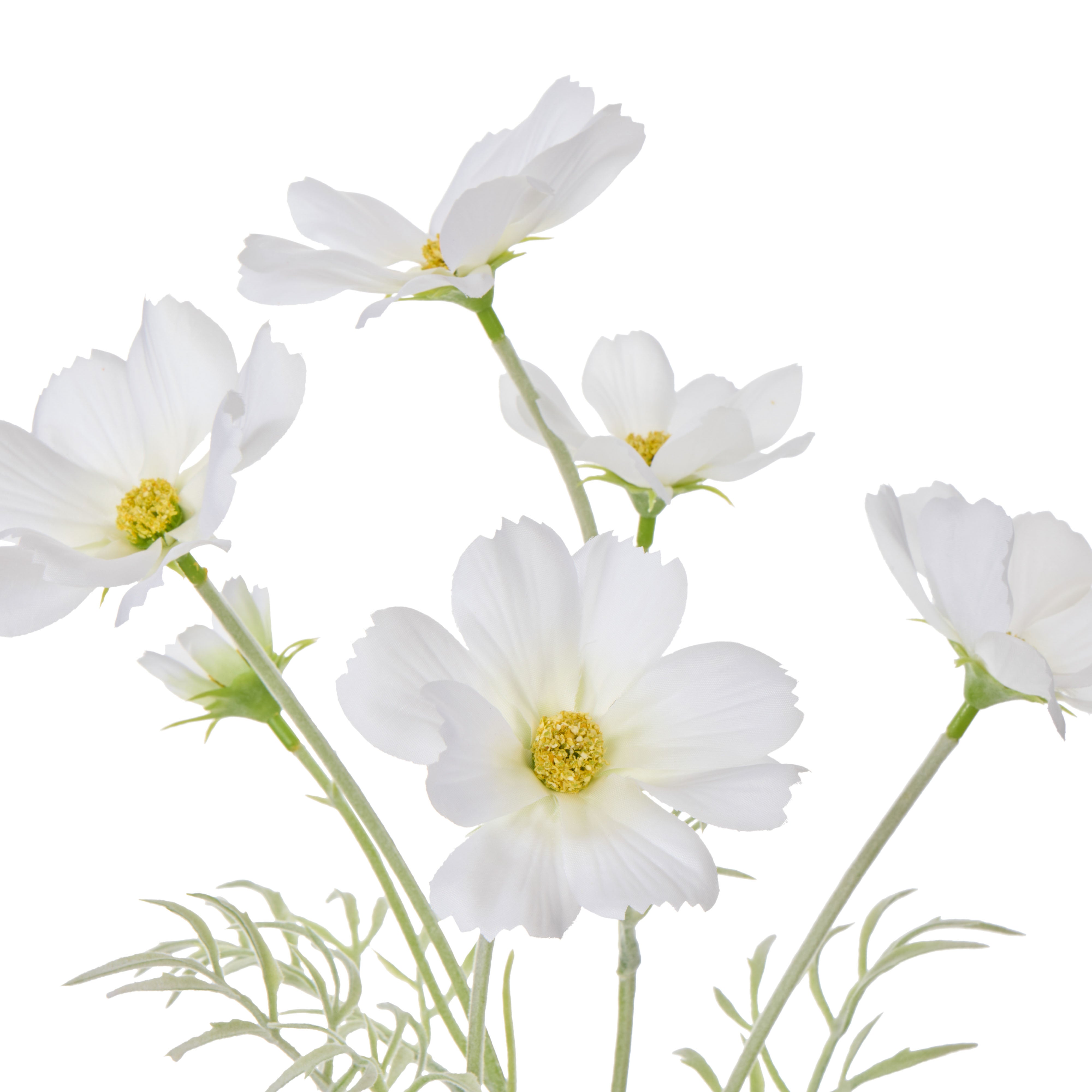 Rogue Cosmos in Milk Bottle White