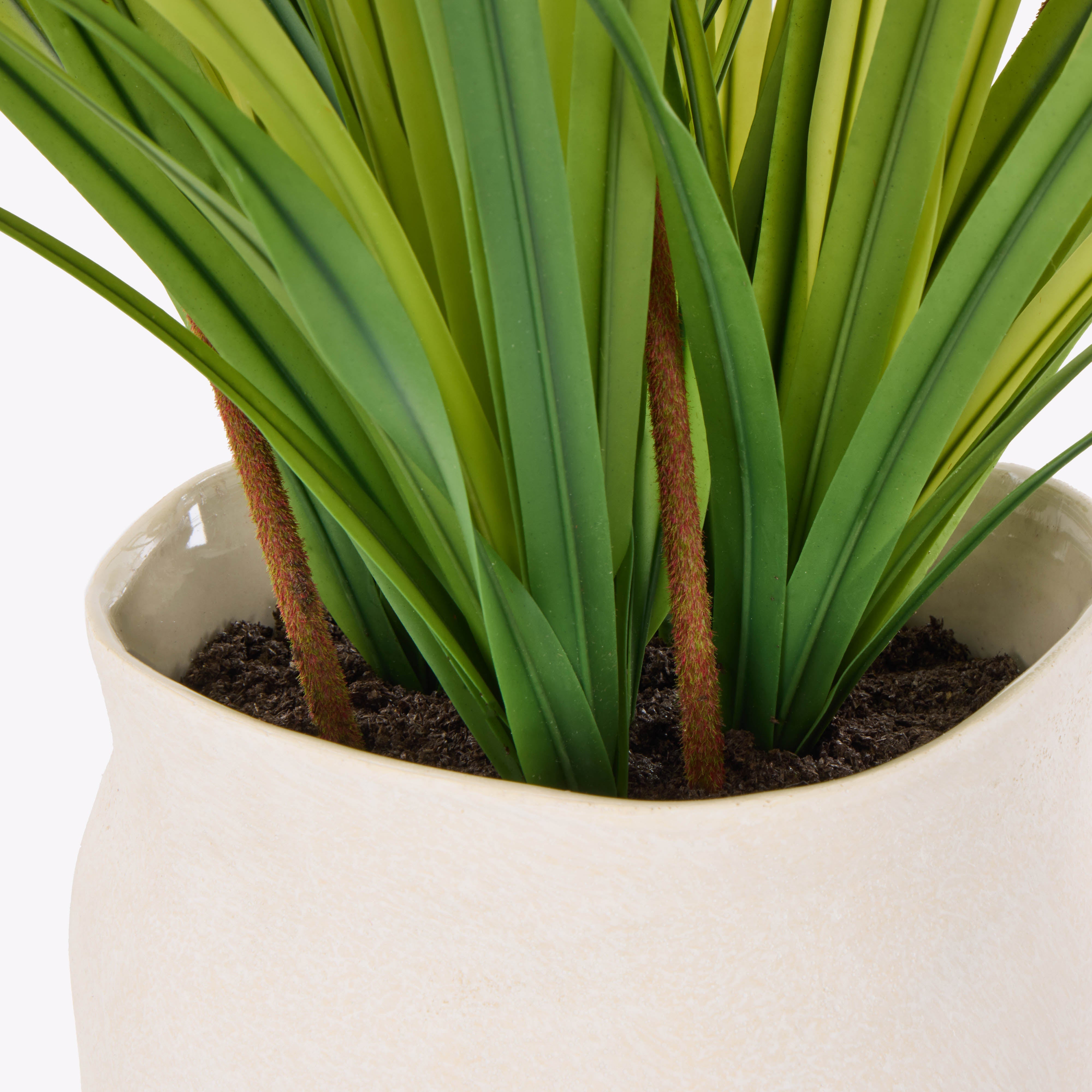 Rogue Kangaroo Paw - Maliah Pot Yellow 76cm