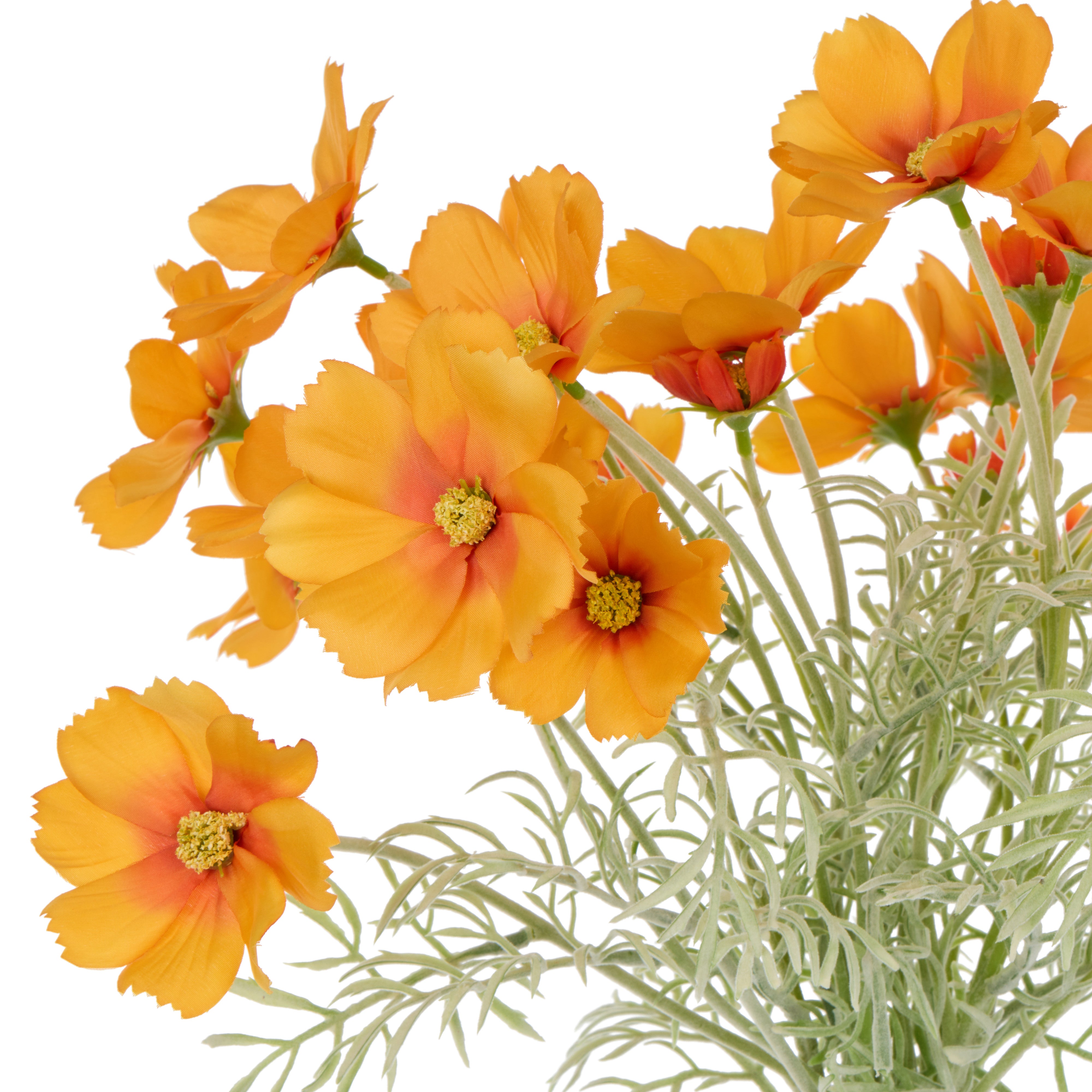 Rogue Cosmos Flower Bunch