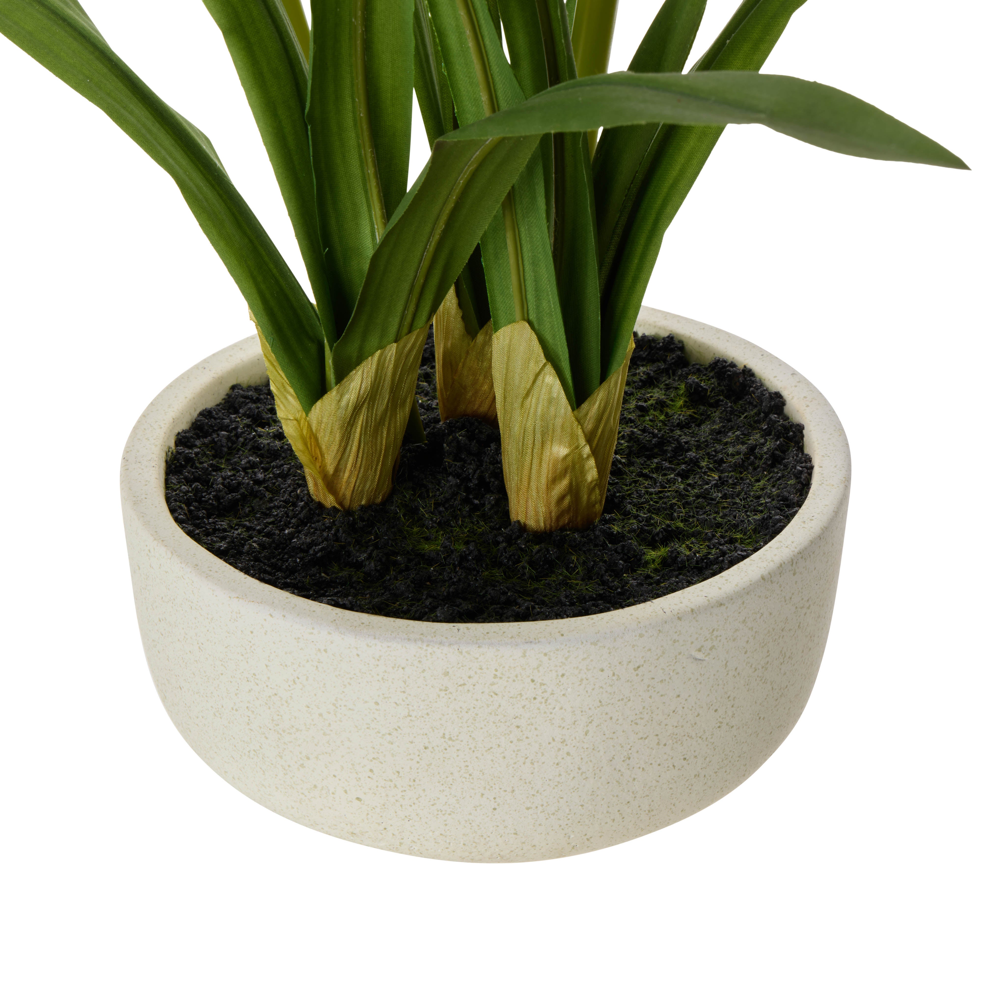 Rogue Cymbidium Orchid Pot 52cm