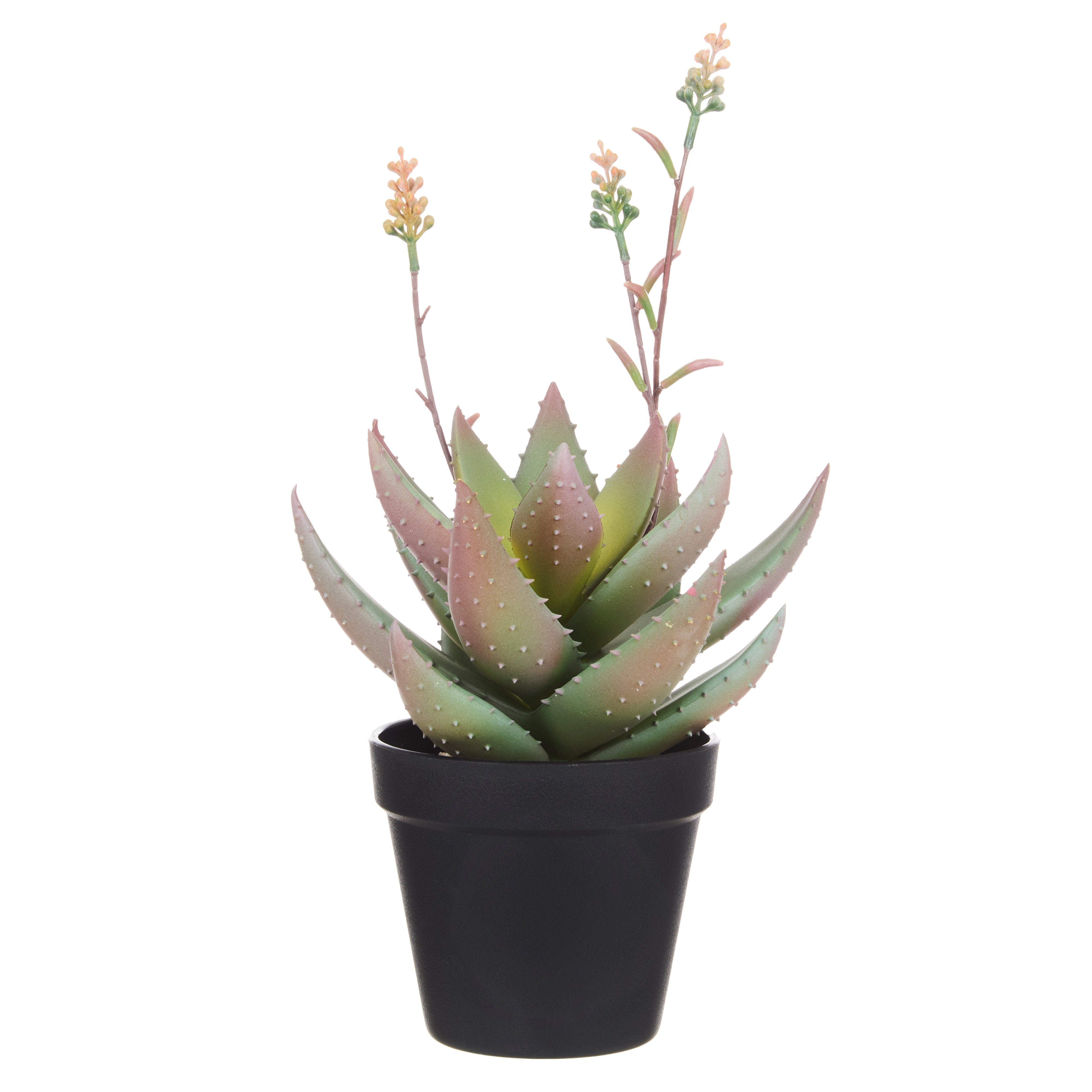 Rogue Flowering Aloe