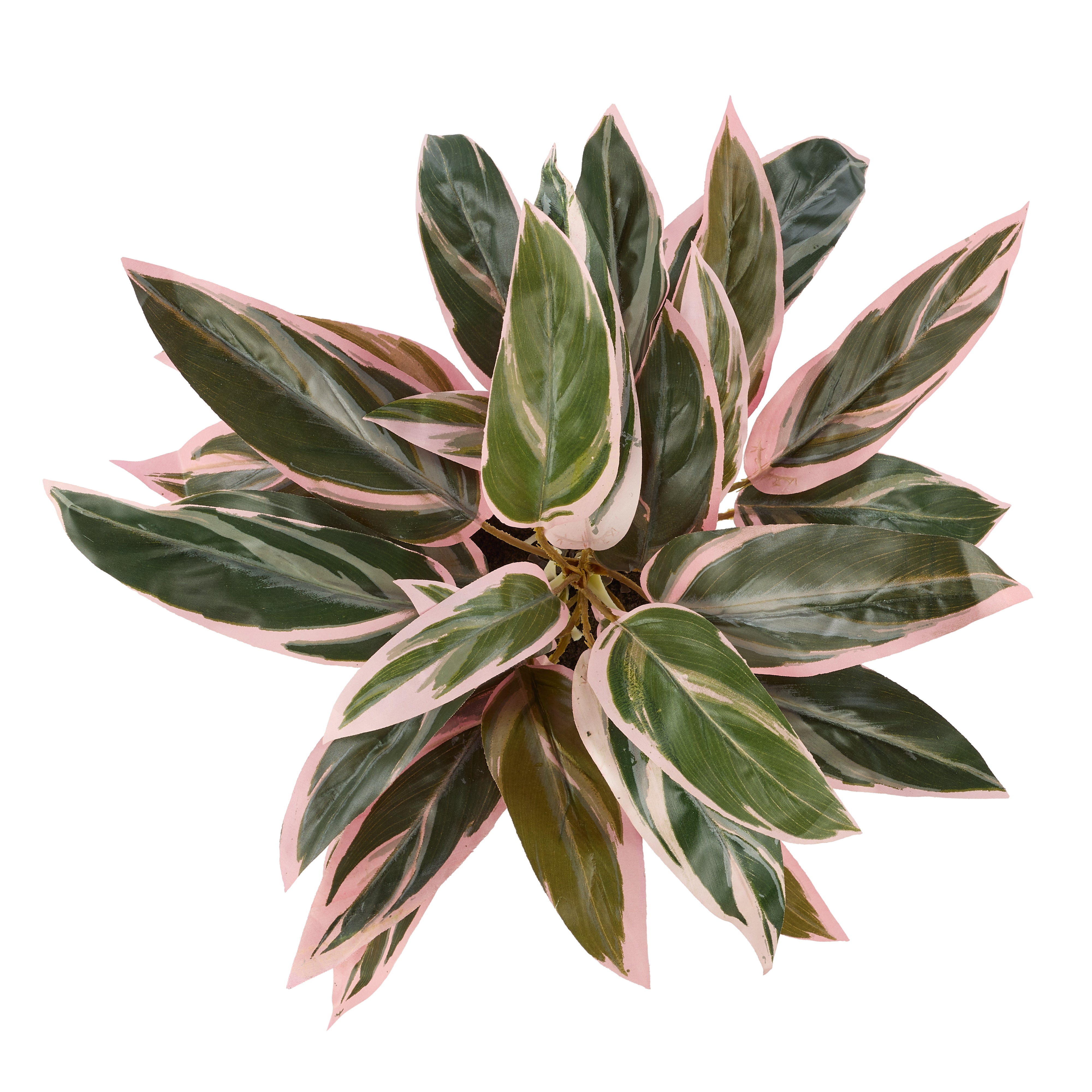 Rogue Cordyline Plant - Maliah Pot Pink & Green