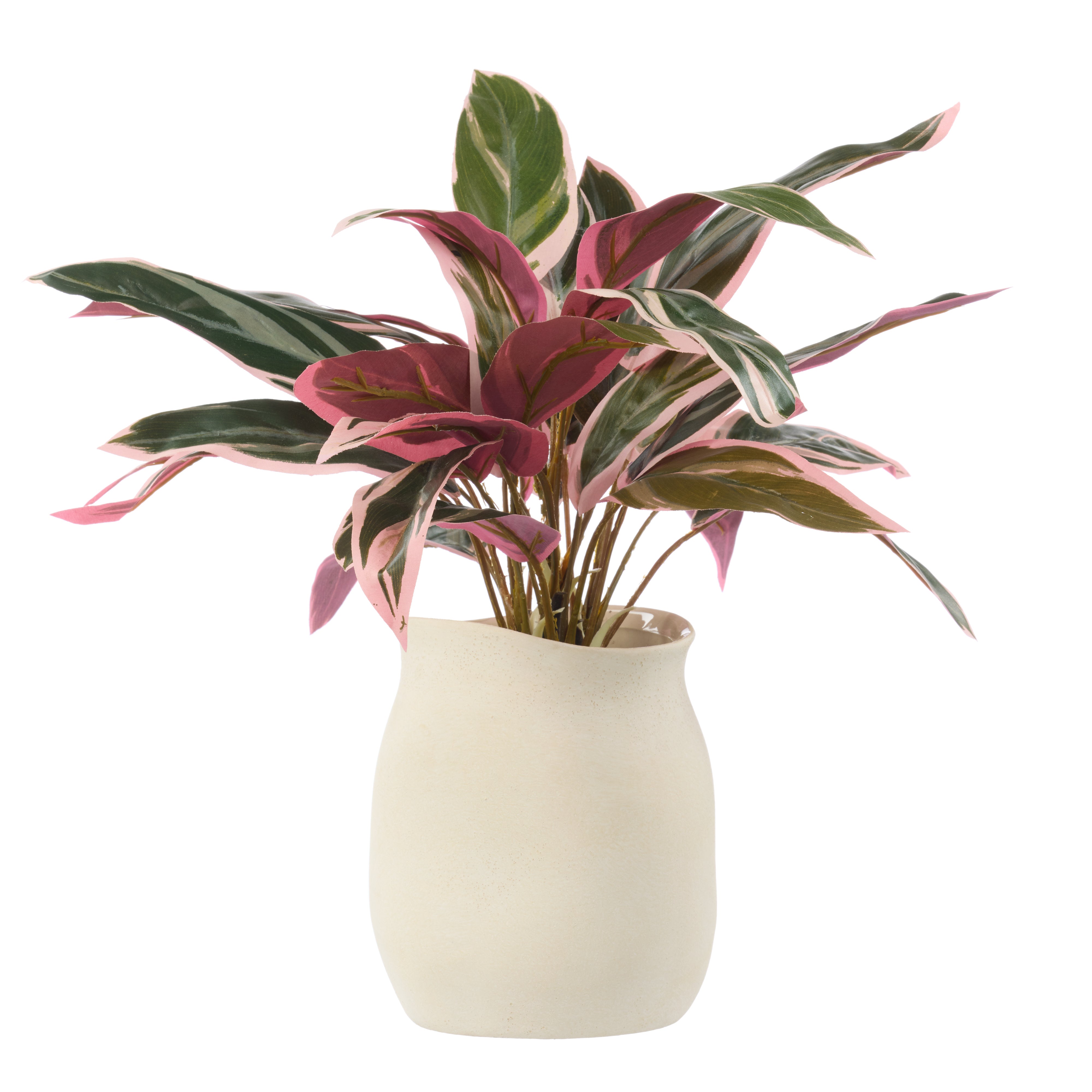Rogue Cordyline Plant - Maliah Pot Pink & Green