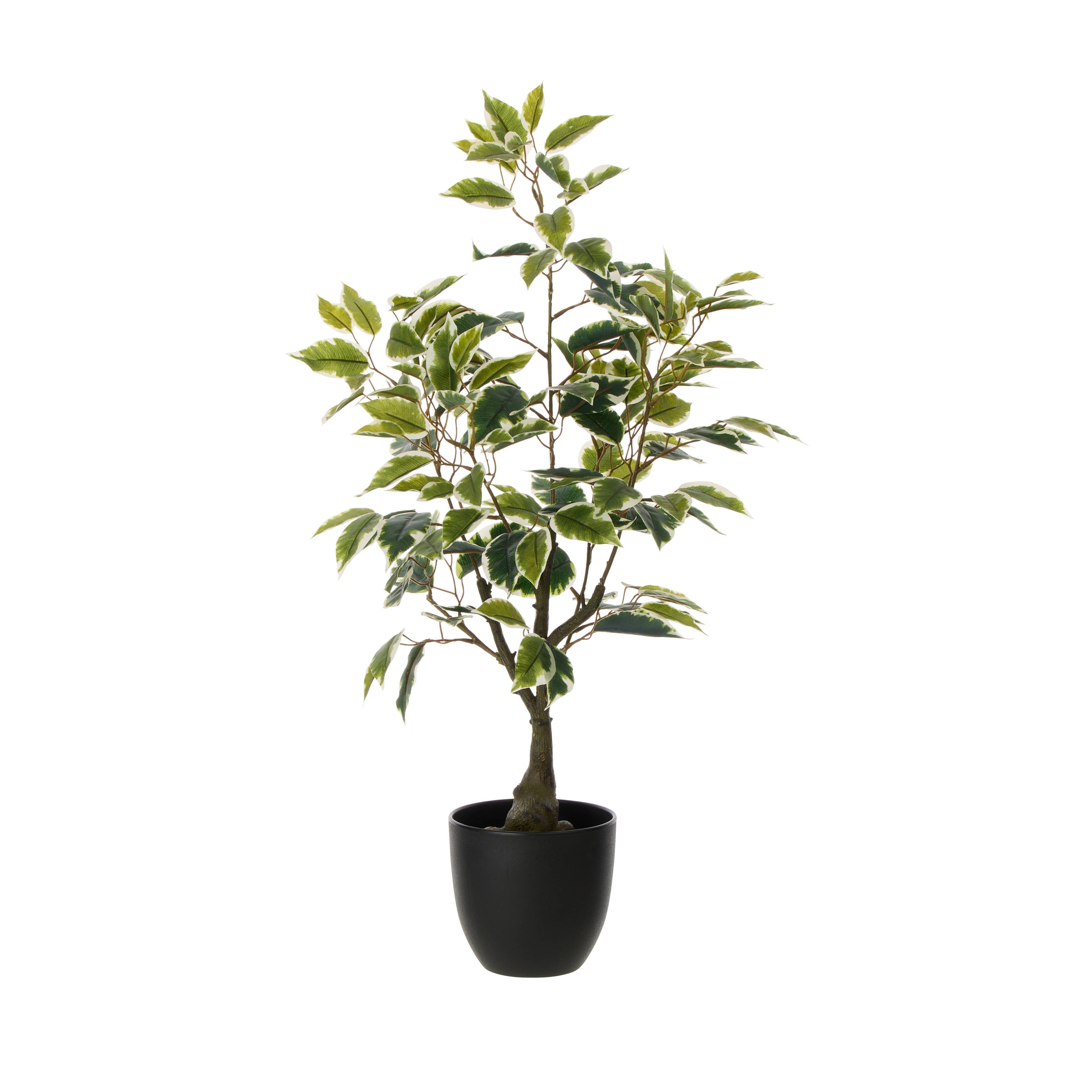 Rogue Ficus Tree Pot Variegated 70cm