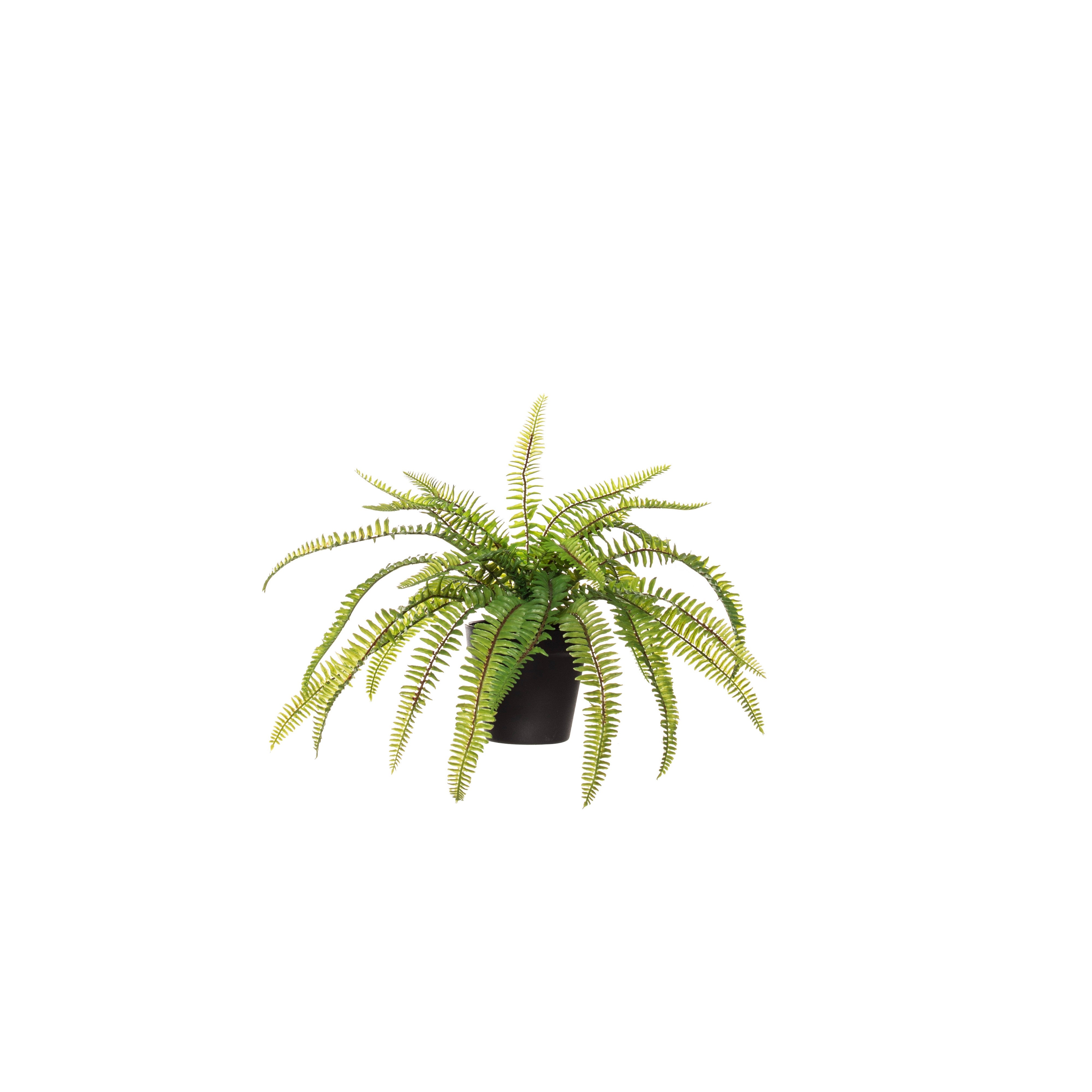 Rogue Evergreen Boston Fern - Garden Pot Small