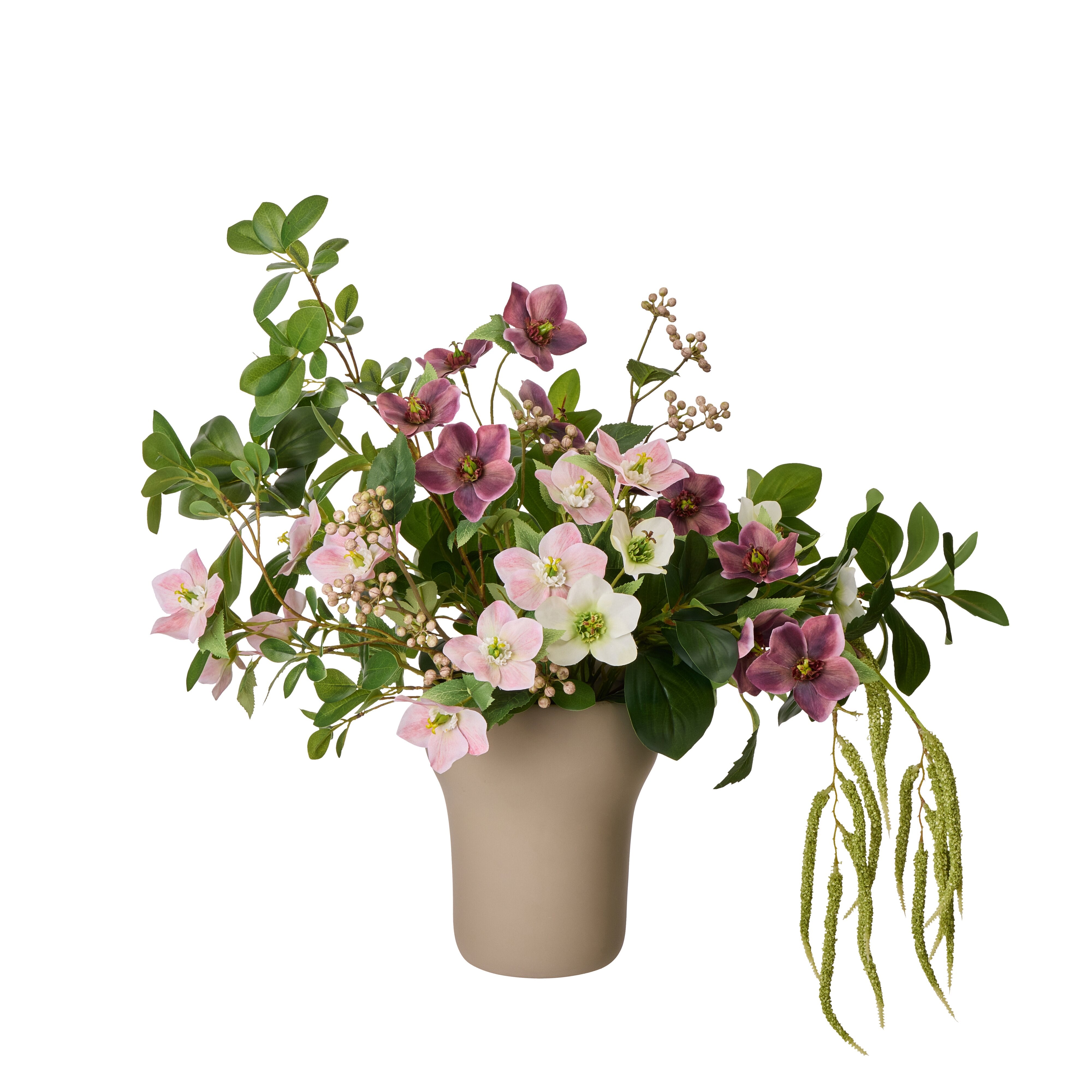 Rogue Helleborus Berry Mix - Douglas Pink & Purple 63cm