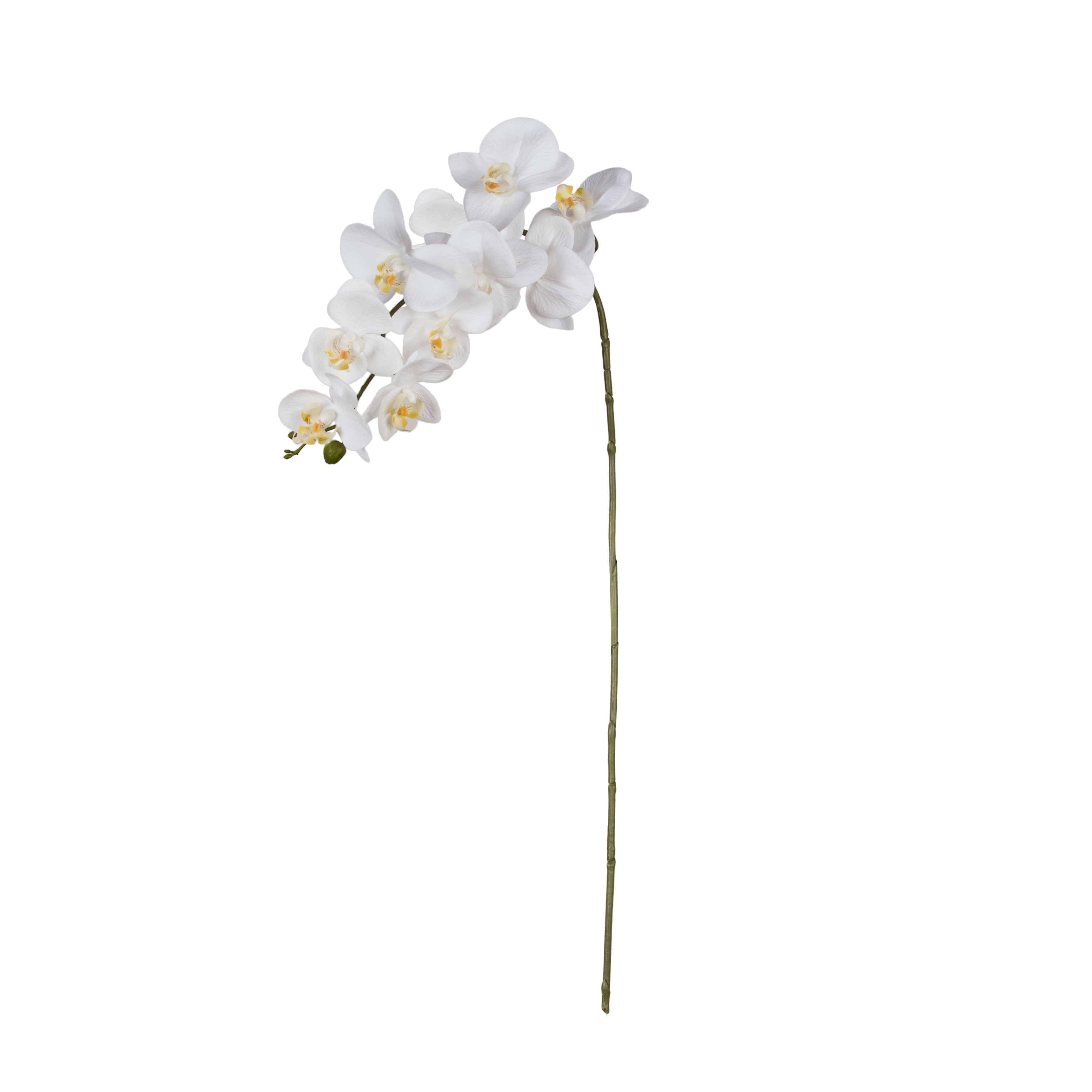 Rogue Phalaenopsis Orchid Stem 104cm