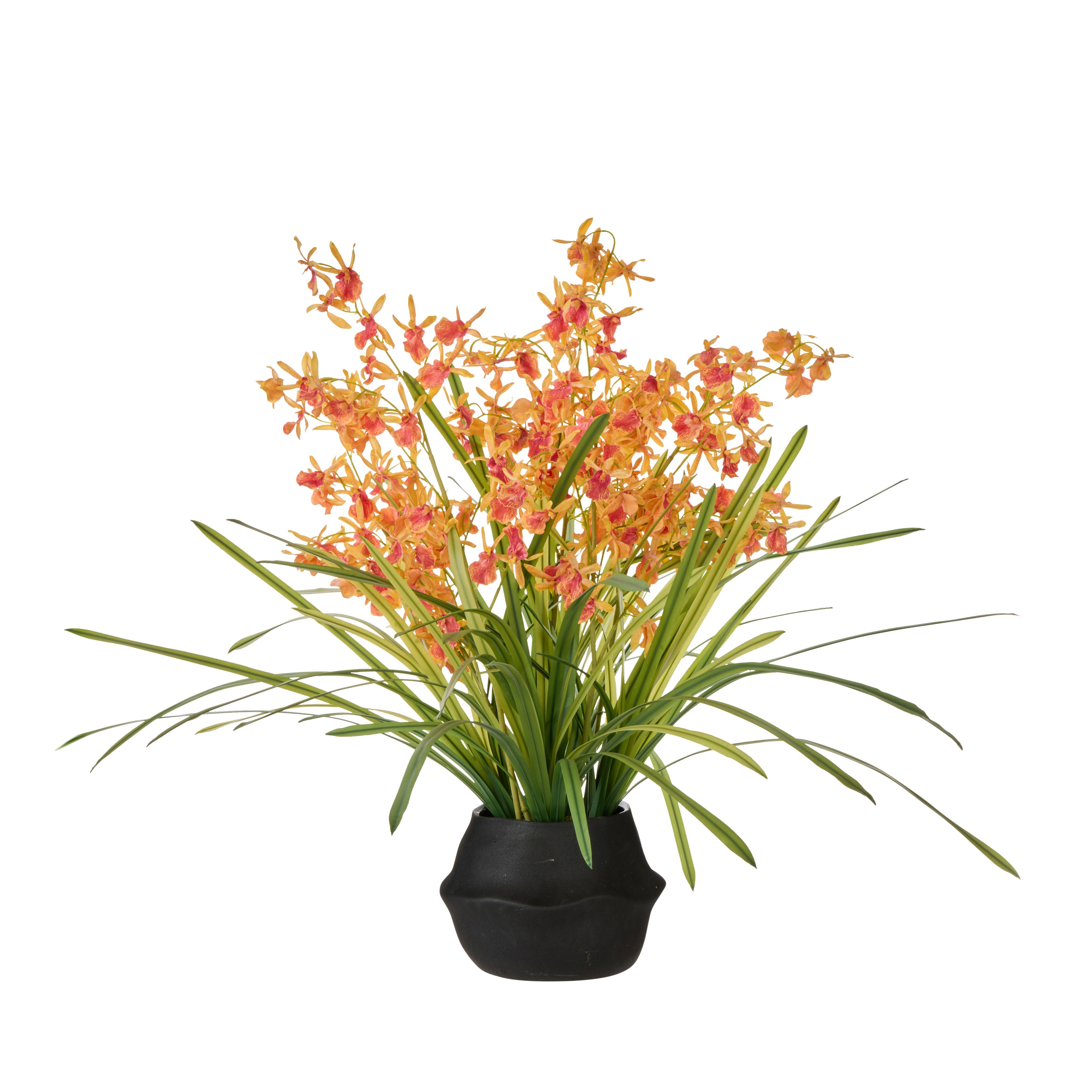 Rogue Dendrobium Plant - Maliah Orange & Green Large