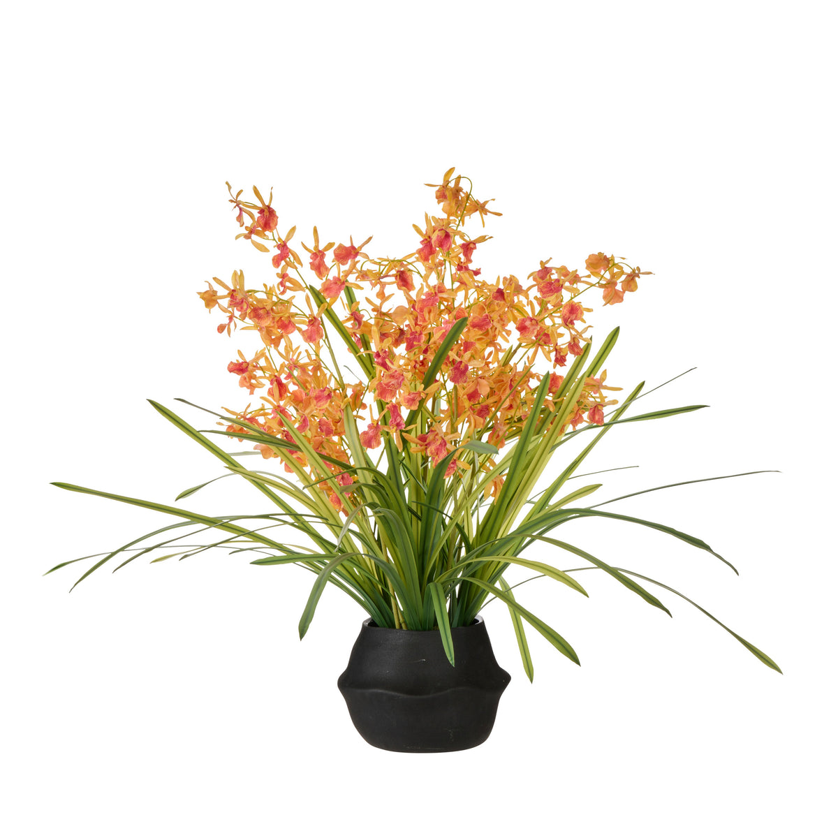 Rogue Dendrobium Plant - Maliah Orange & Green Large