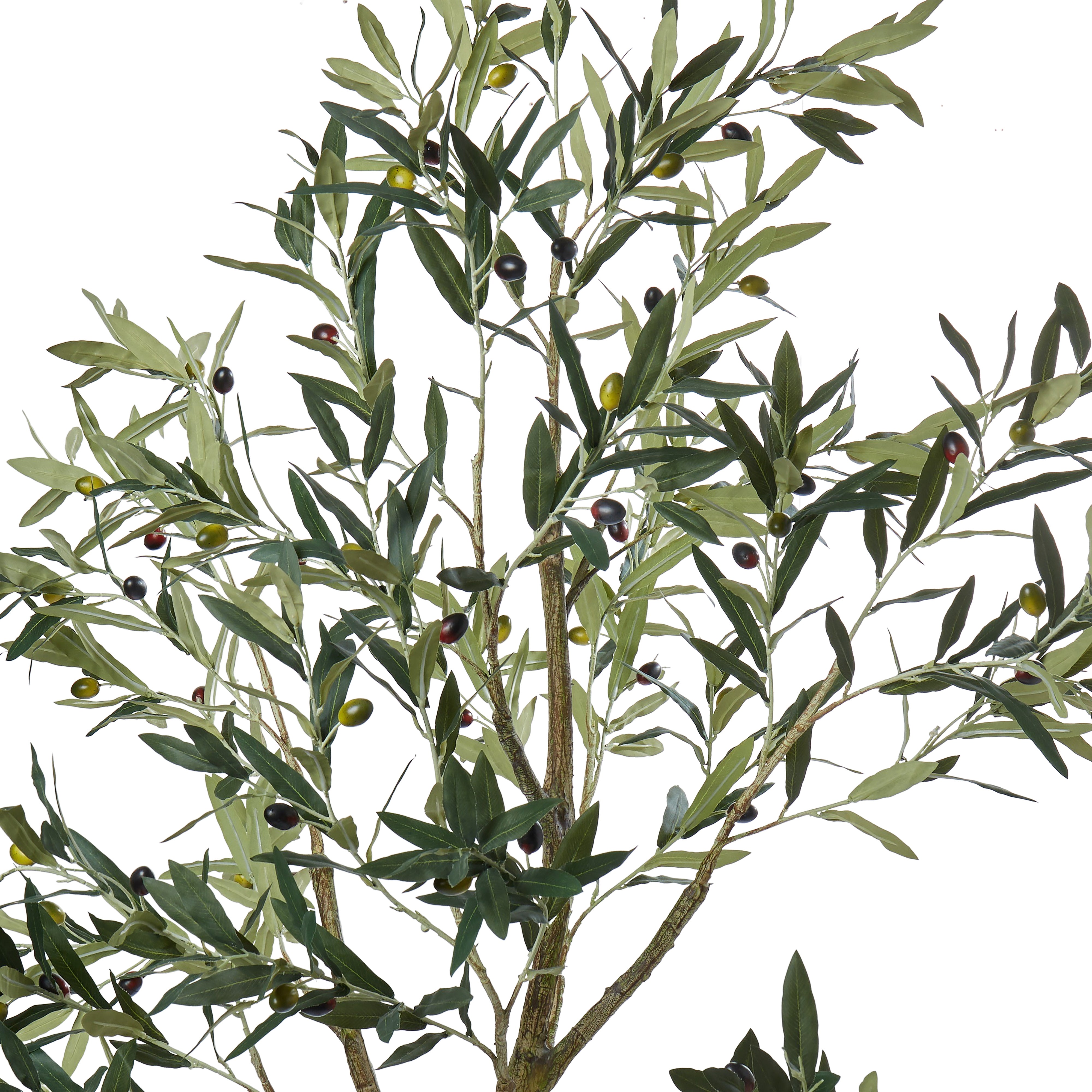 Rogue Olive Tree 183cm