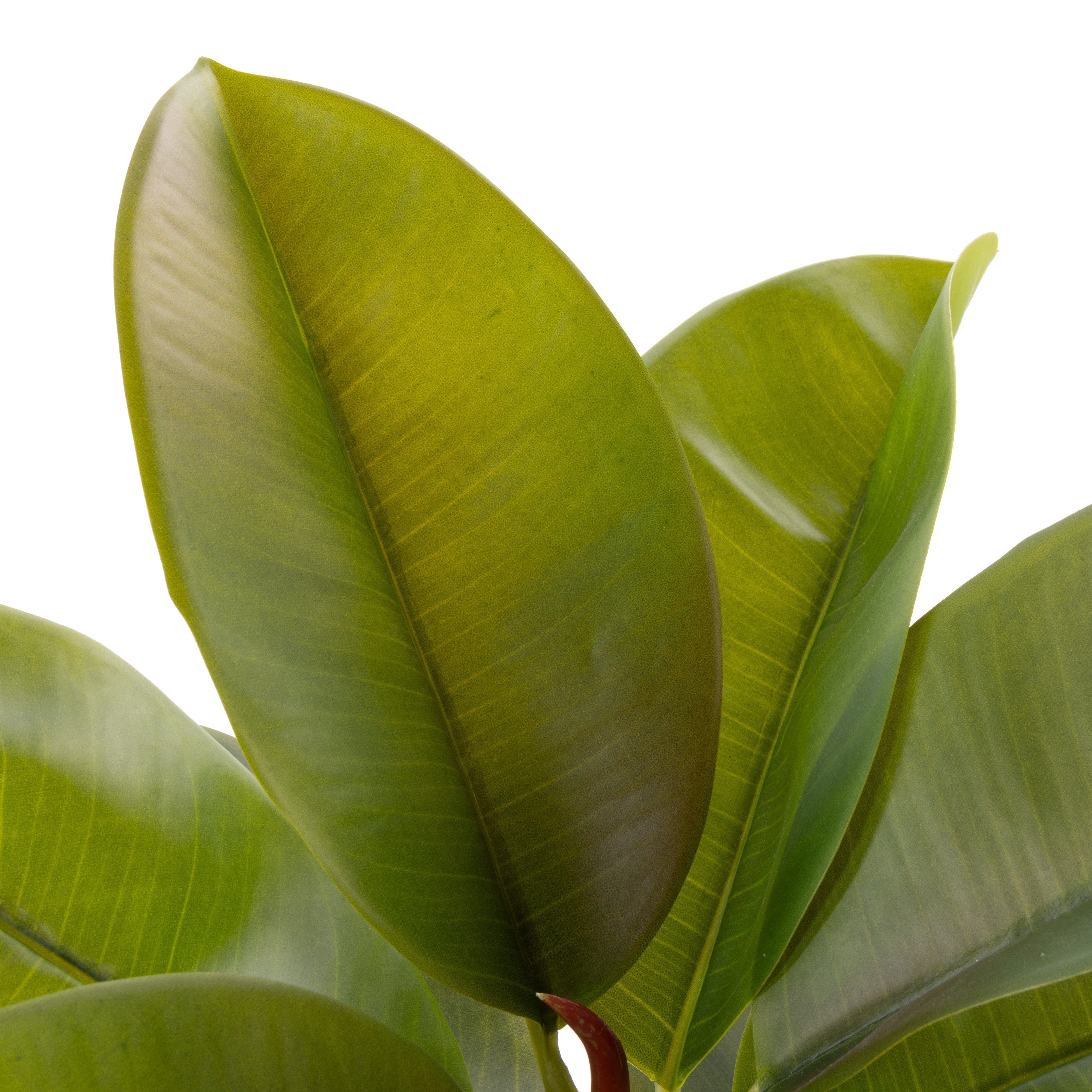 Rogue Rubber Tree Potted 66cm