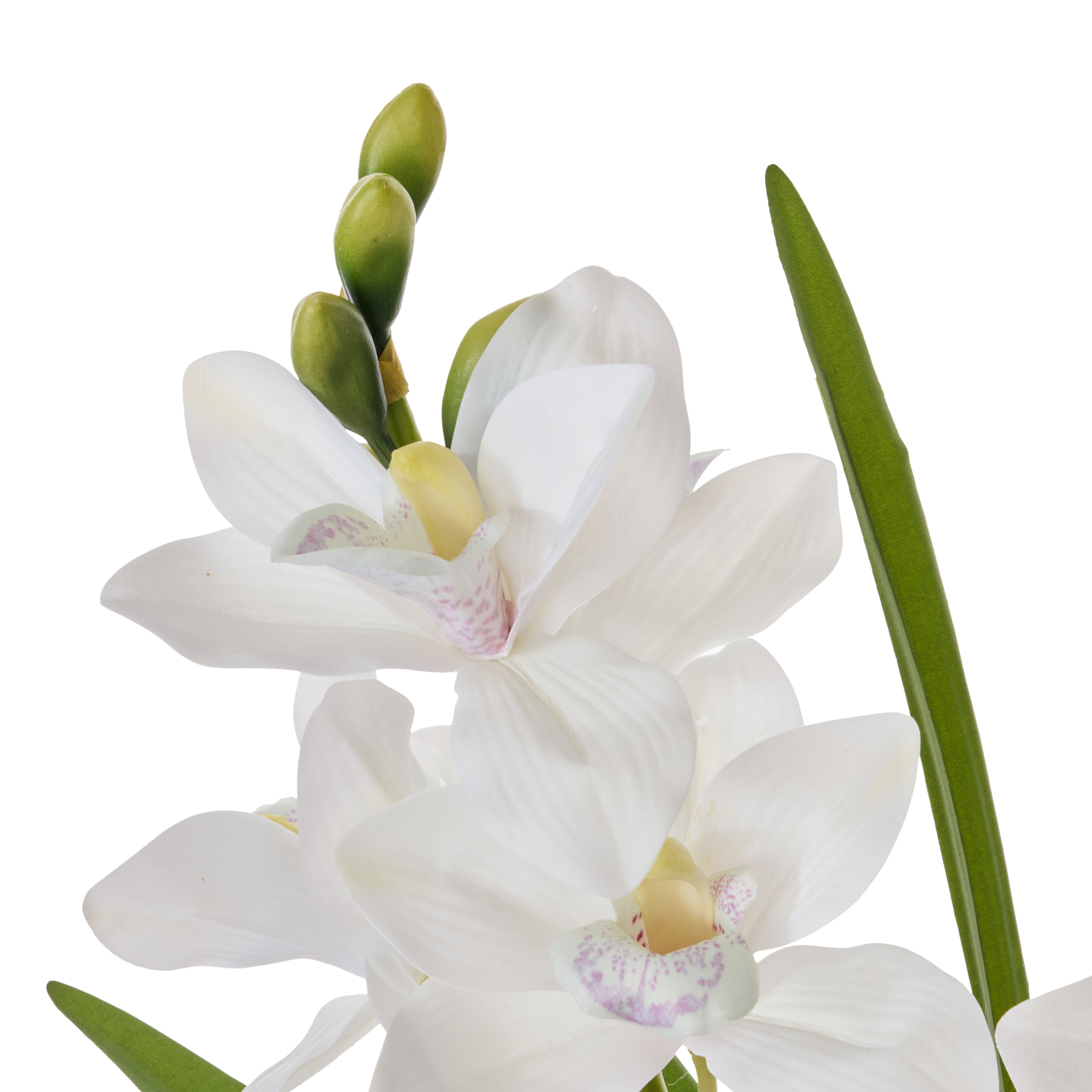 Rogue Cymbidium Orchid Pot 52cm