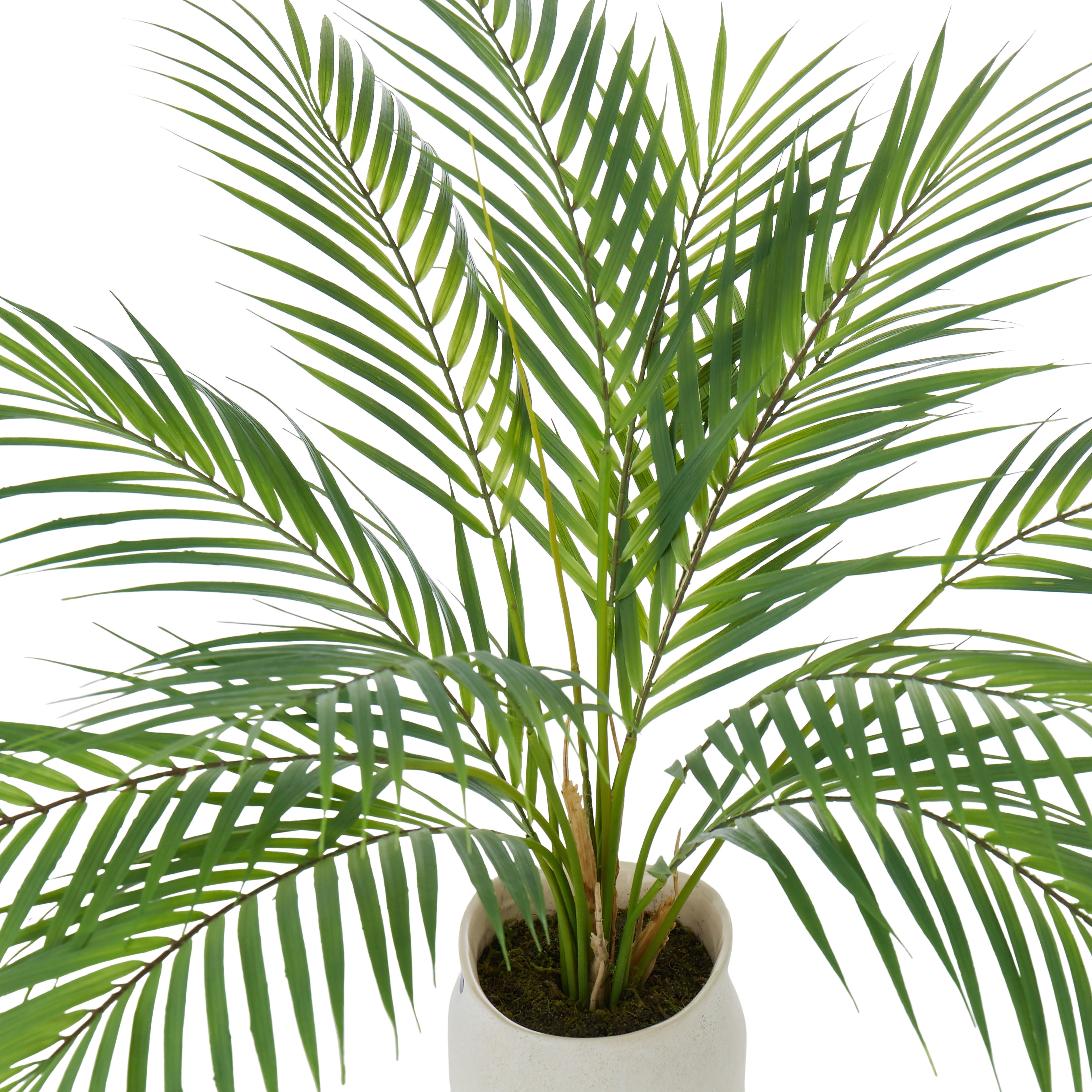 Rogue Phoenix Palm - Maliah Pot Green & Cream