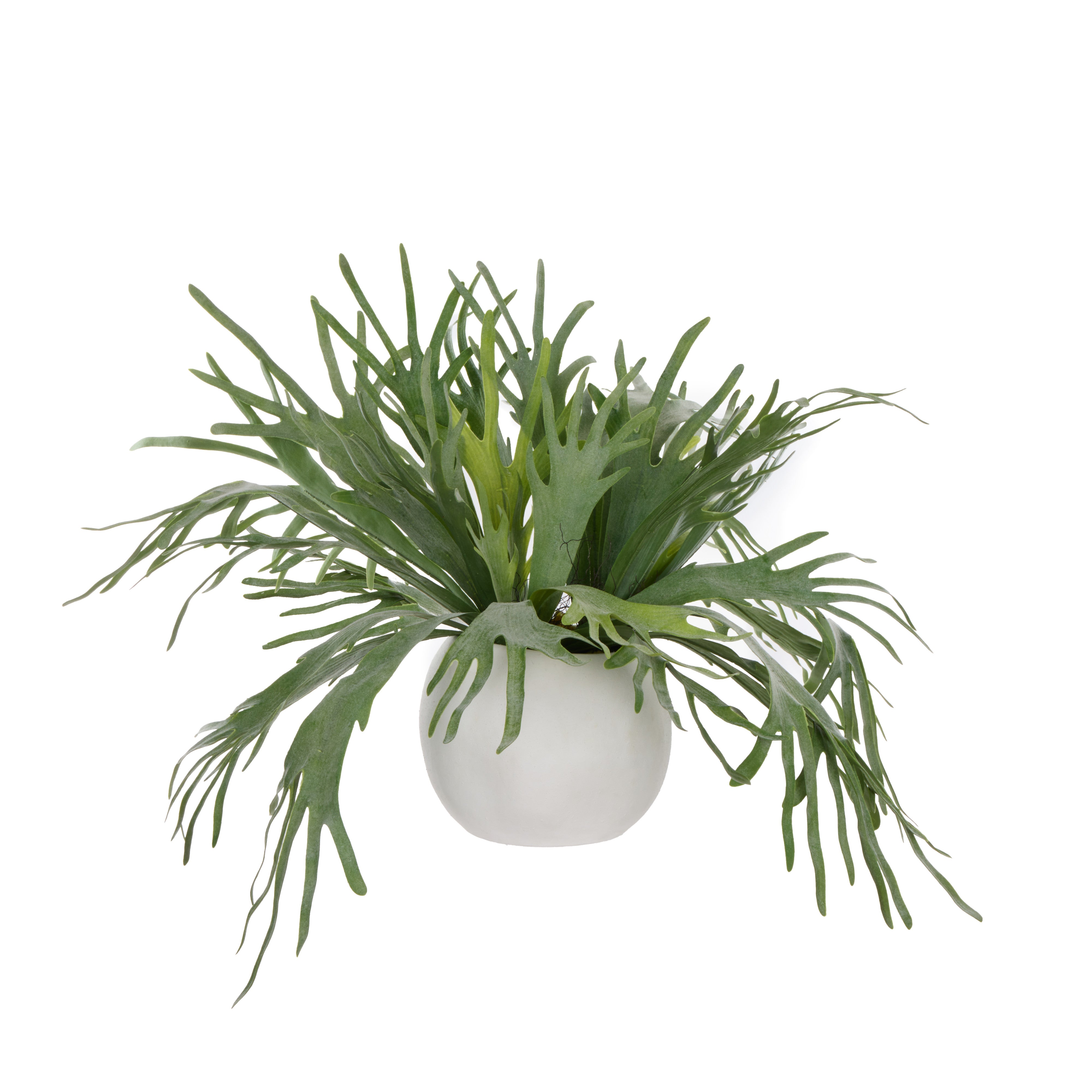 Rogue Staghorn Fern - Lyon Organic Planter