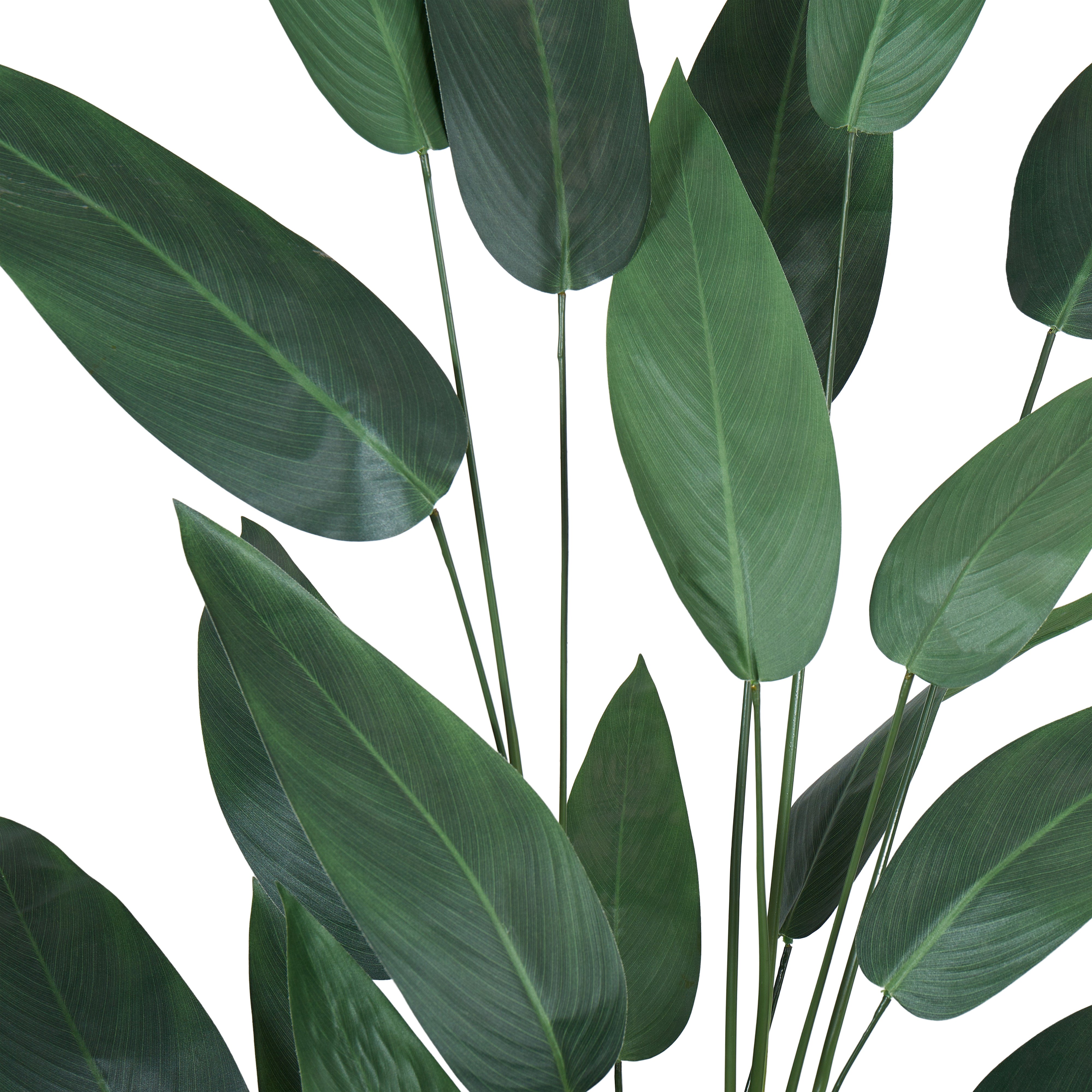 Rogue Sky Bird Plant 180cm