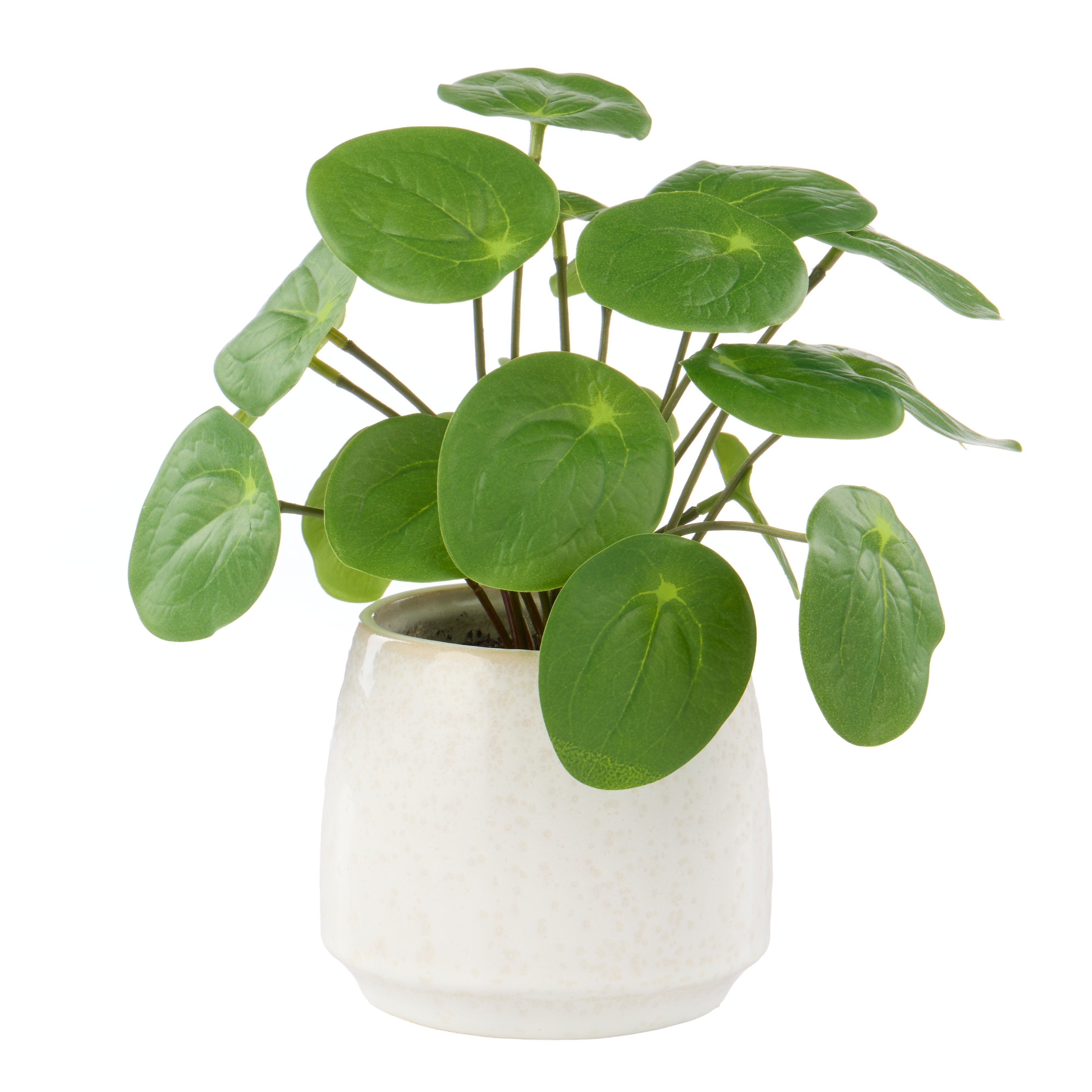 Rogue Pilea Plant - Gianna Pot