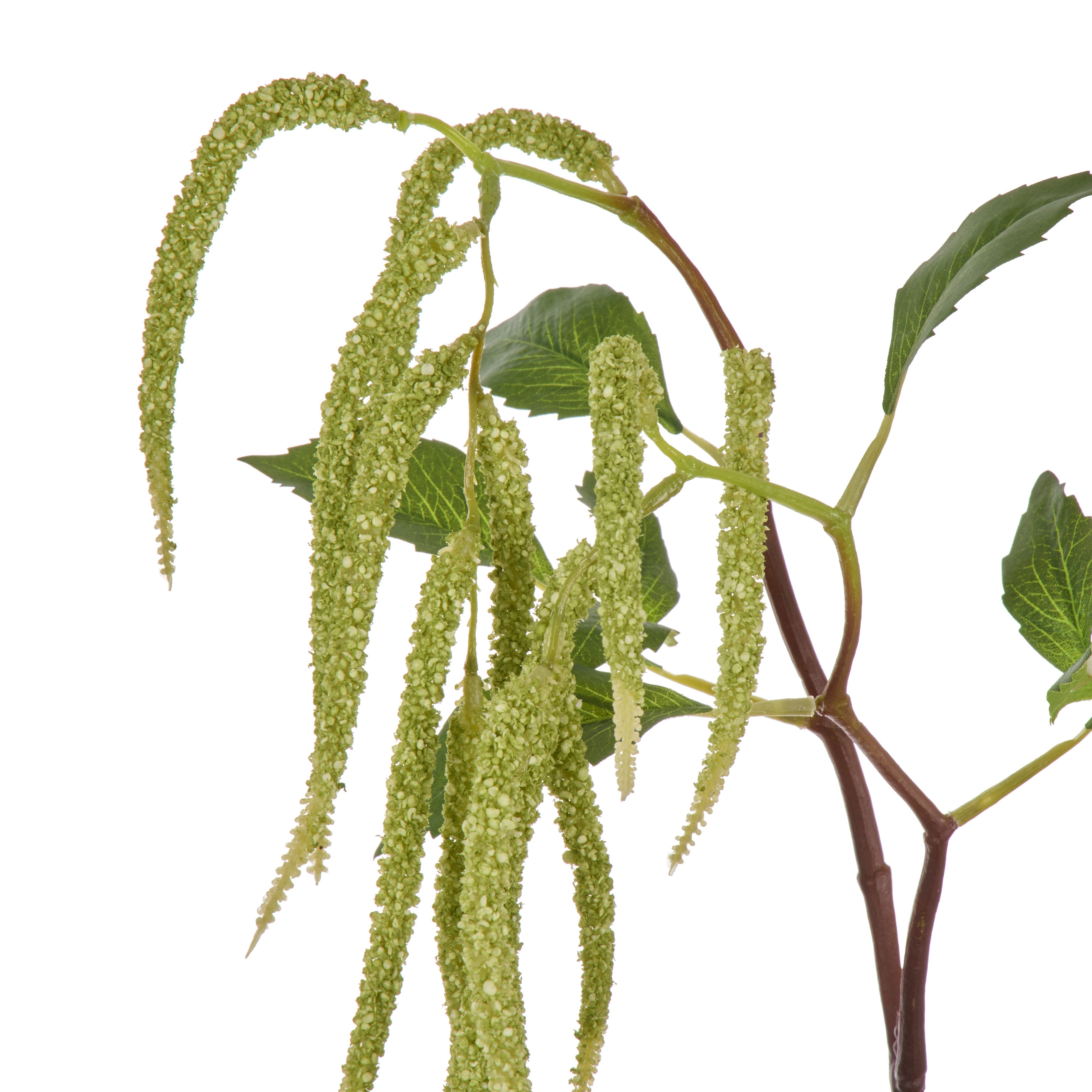 Rogue Hanging Amaranthus Spray Green