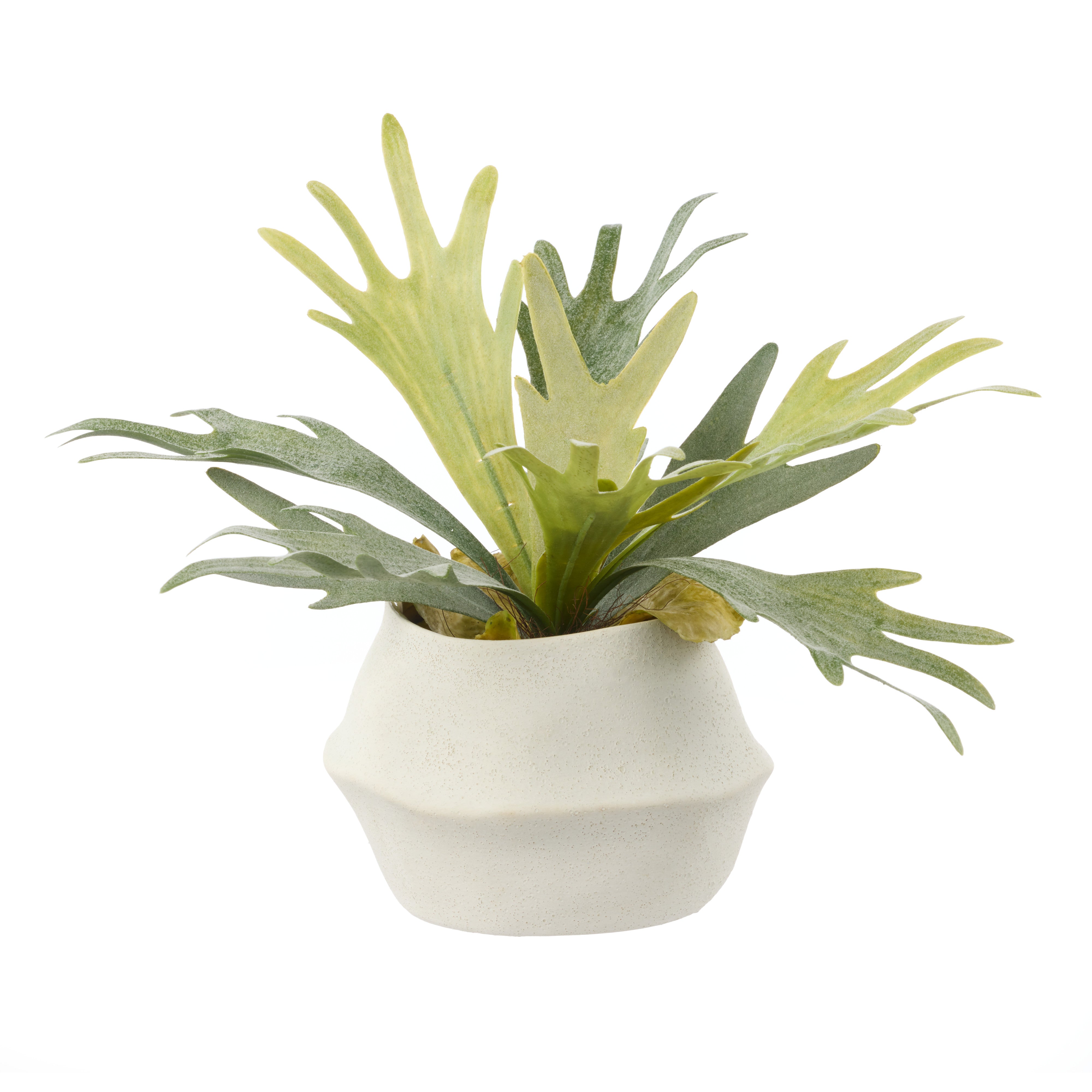 Rogue Staghorn Fern - Maliah Pot