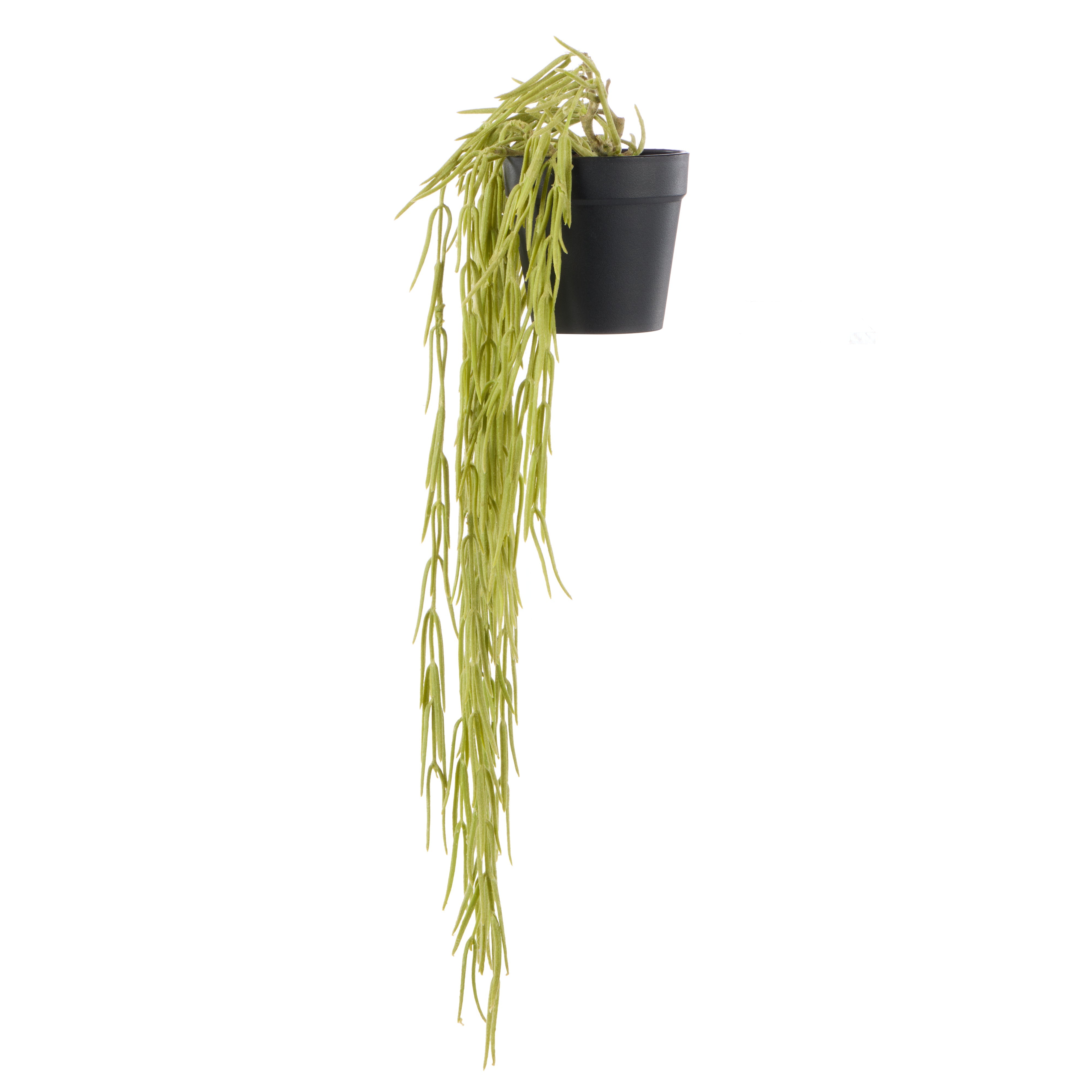 Rogue Hoya Hanging - Garden Pot