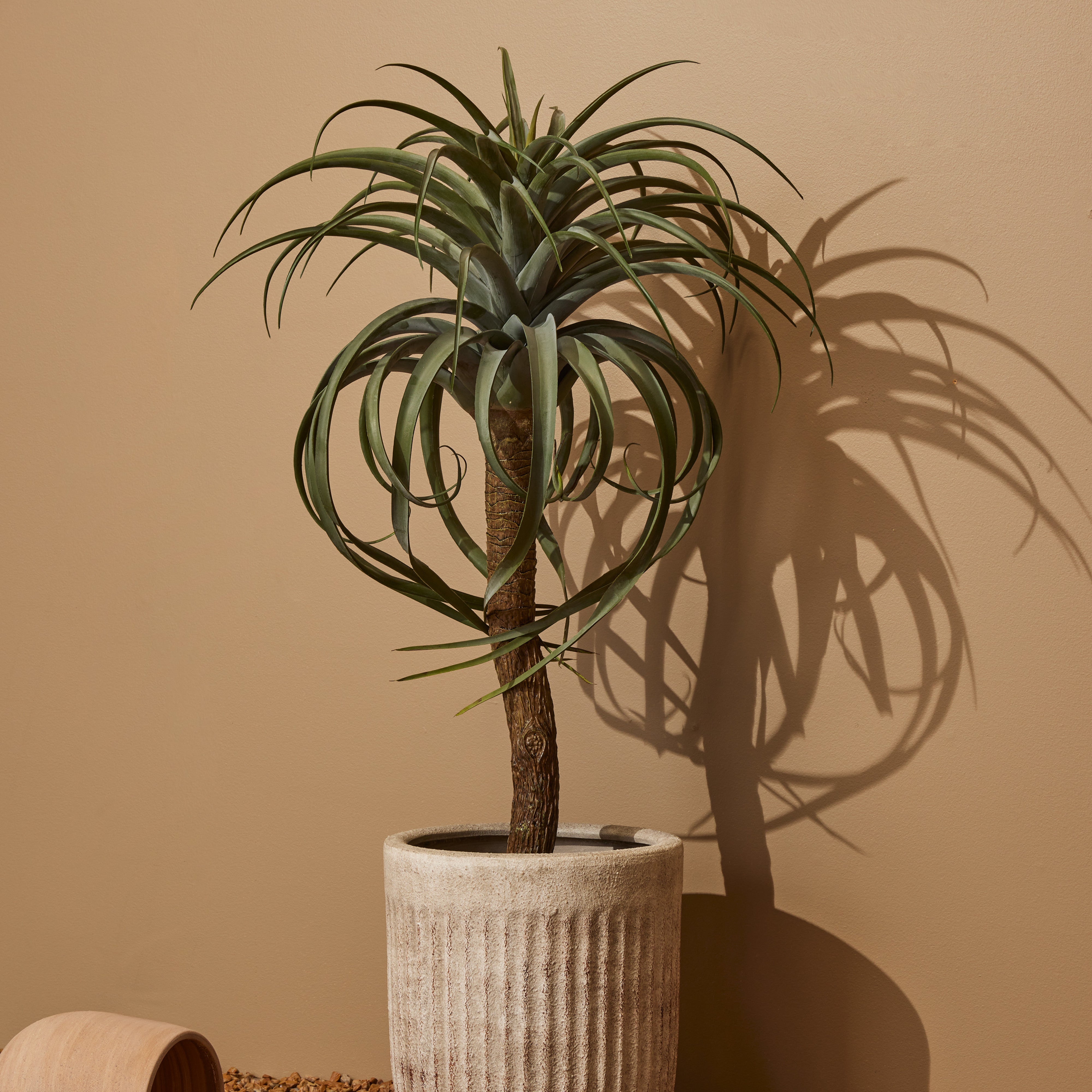 Rogue Aloe Tree 107x64x64cm