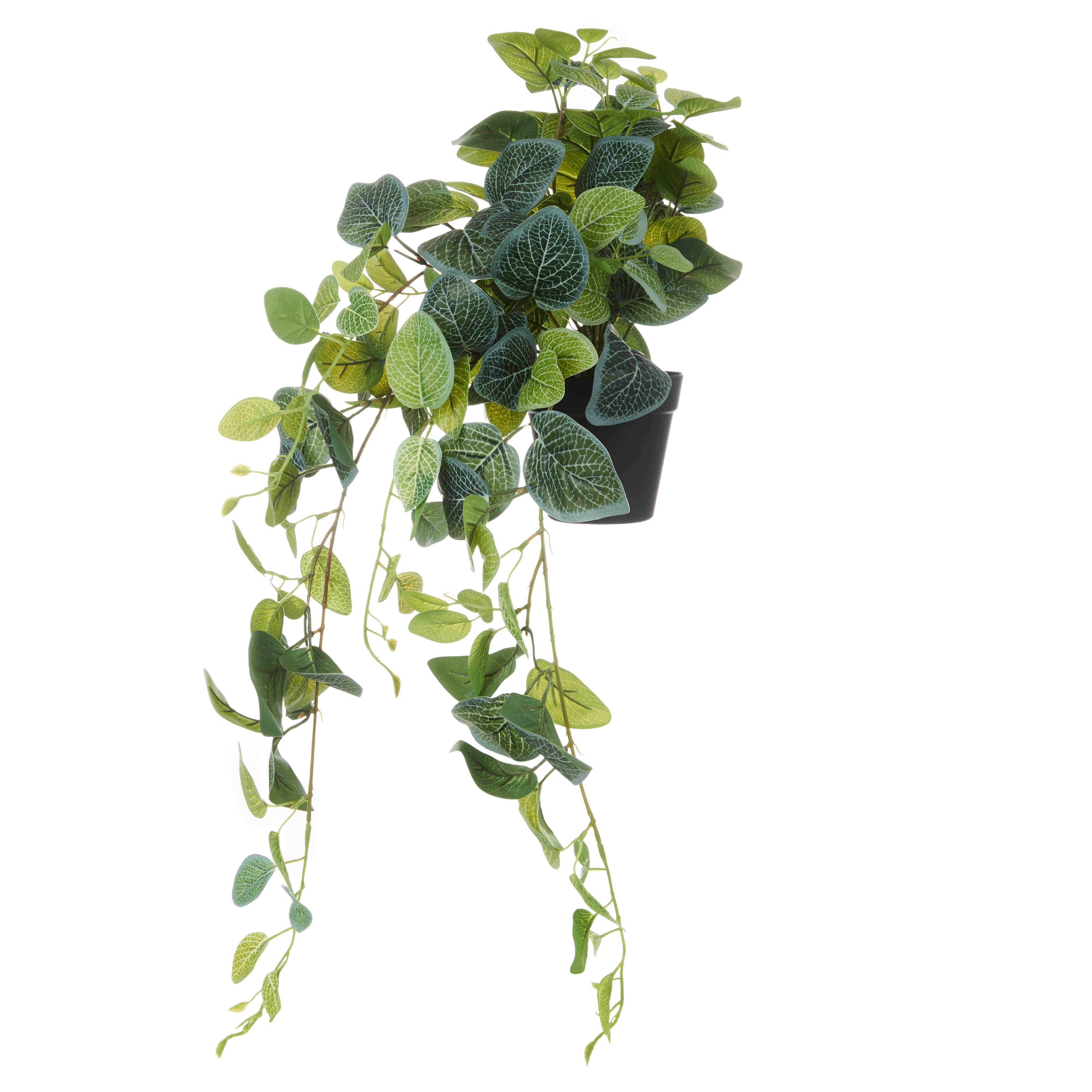 Rogue Fittonia Hanging