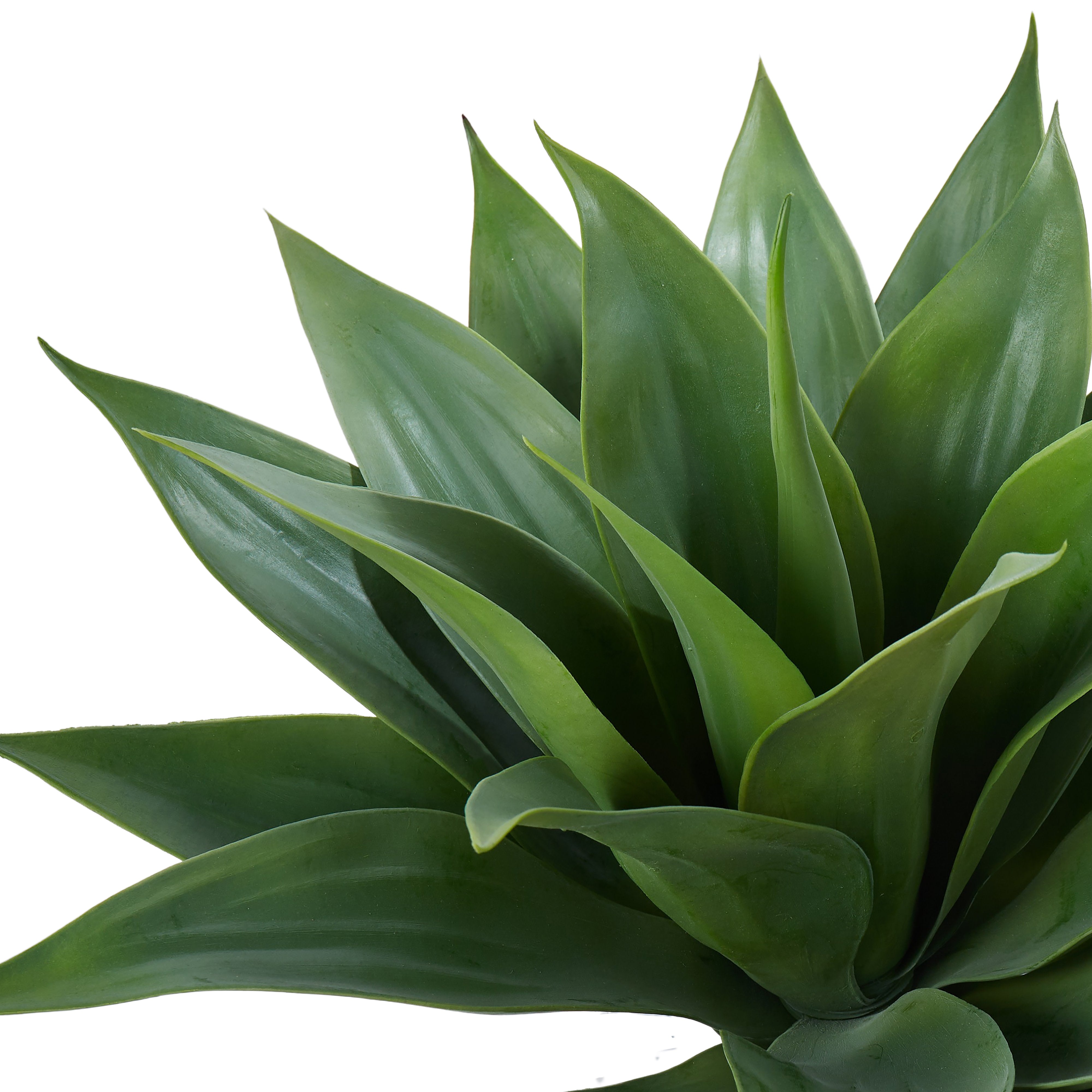 Rogue Agave 45cm