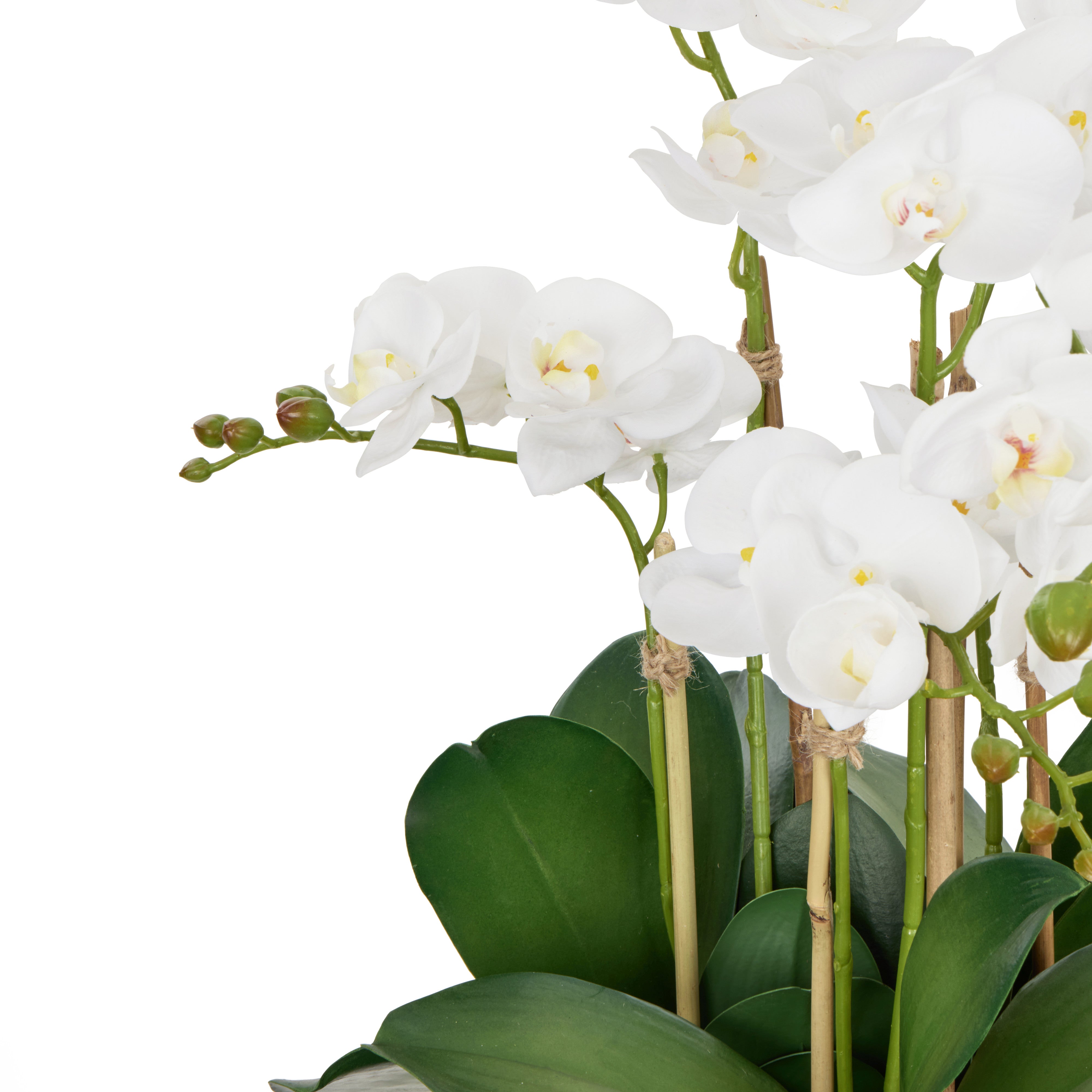Rogue Phalaenopsis - Classic Bowl