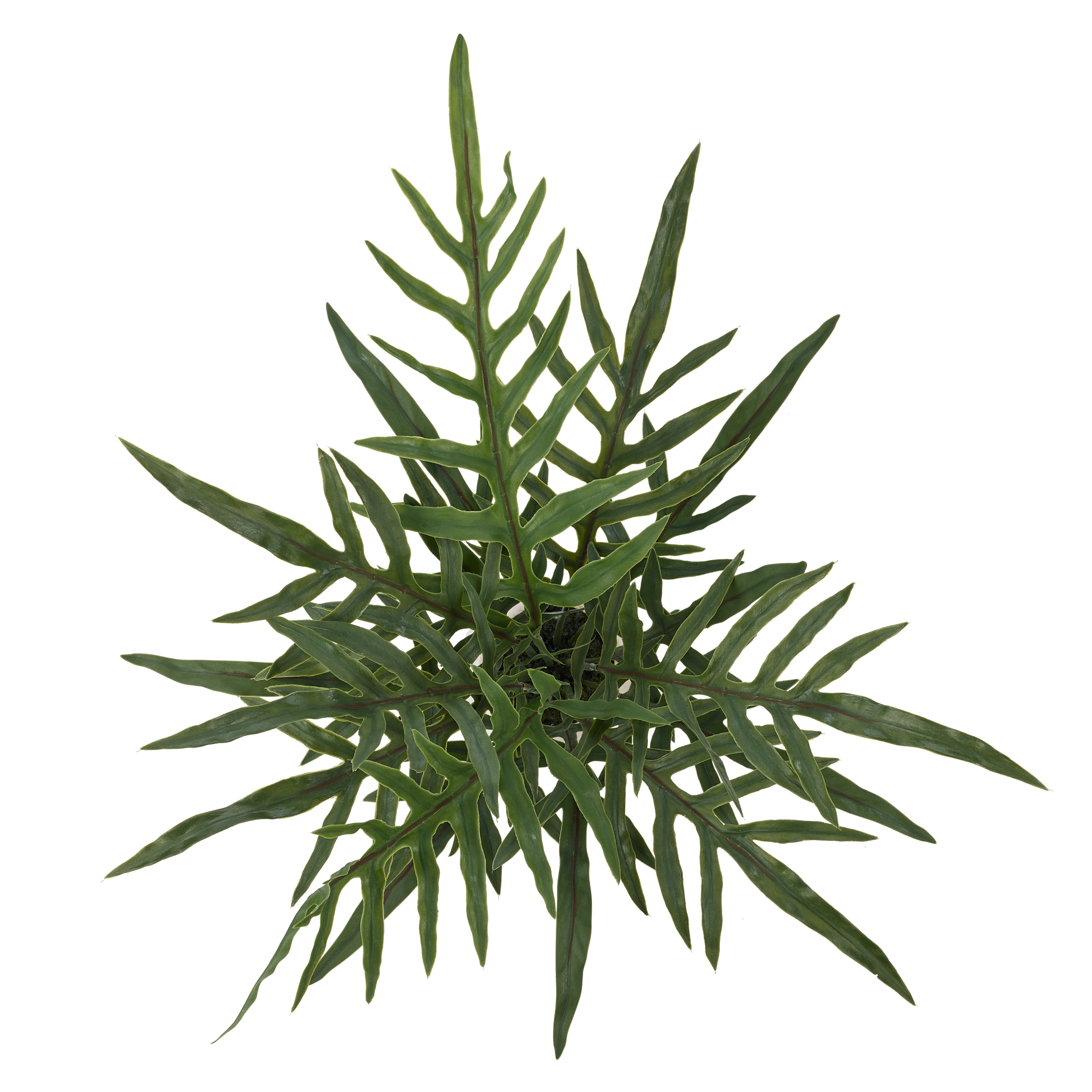 Rogue Blue Star Fern Pot 81cm