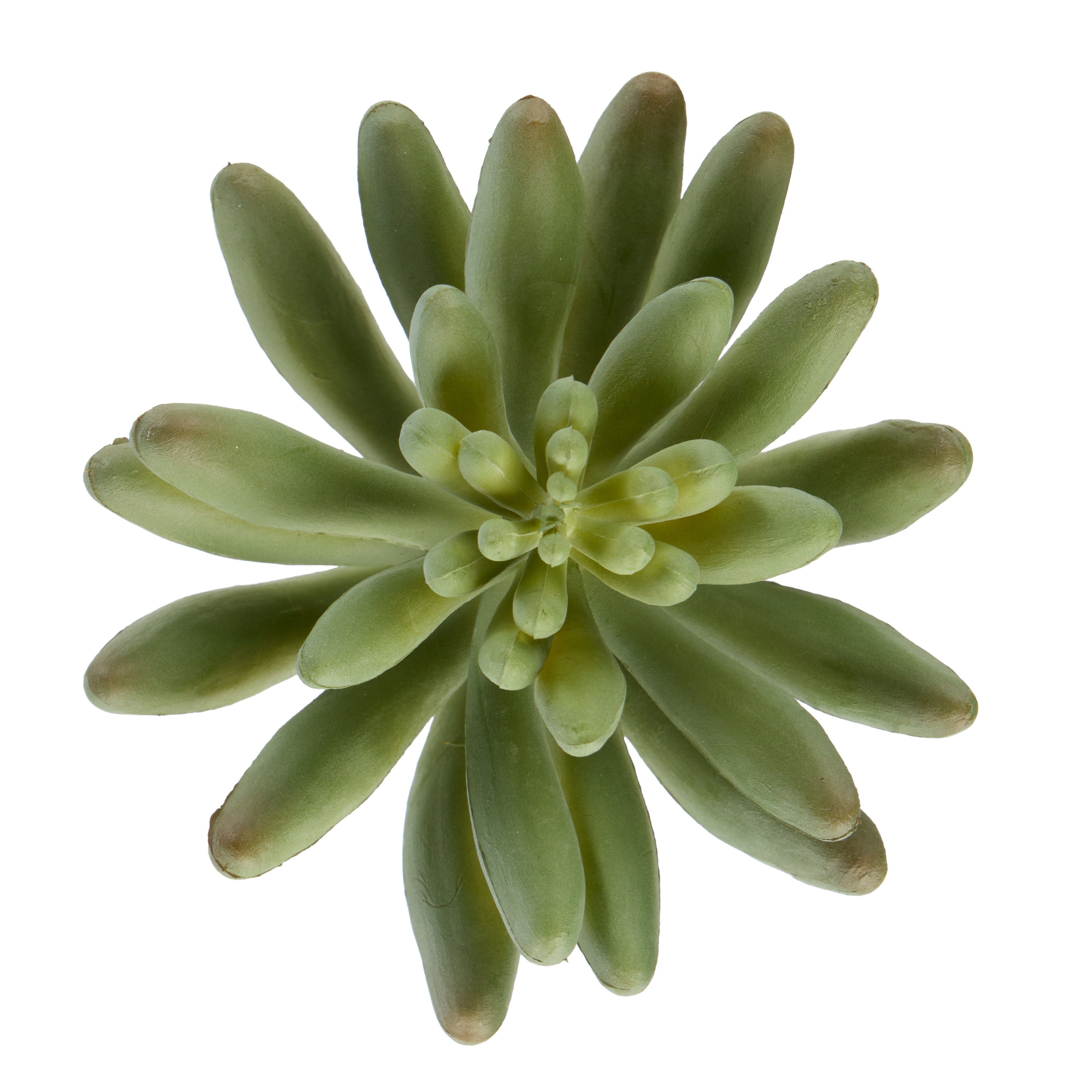Rogue Mini Echeveria