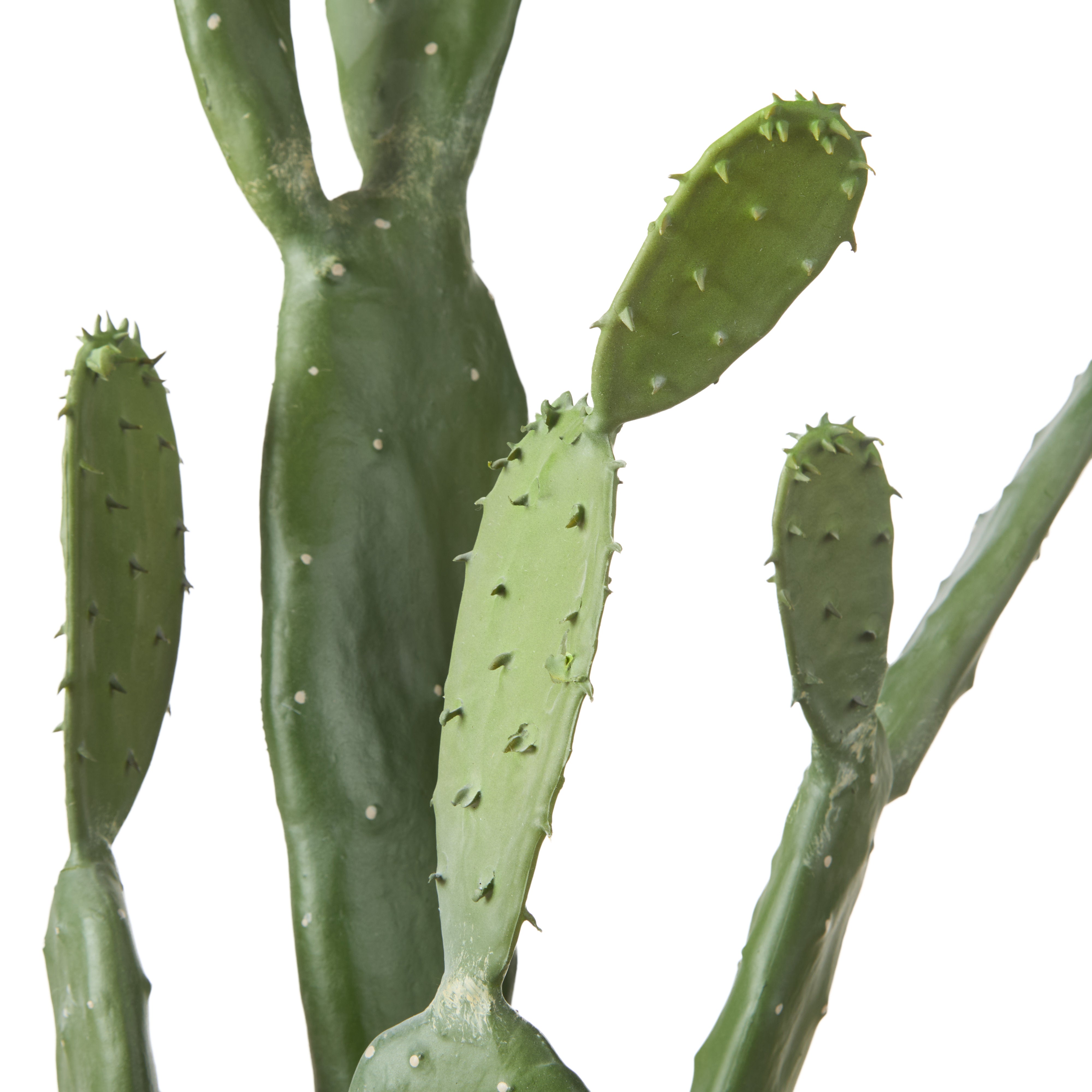 Rogue Pear Cactus - Garden Pot 107cm