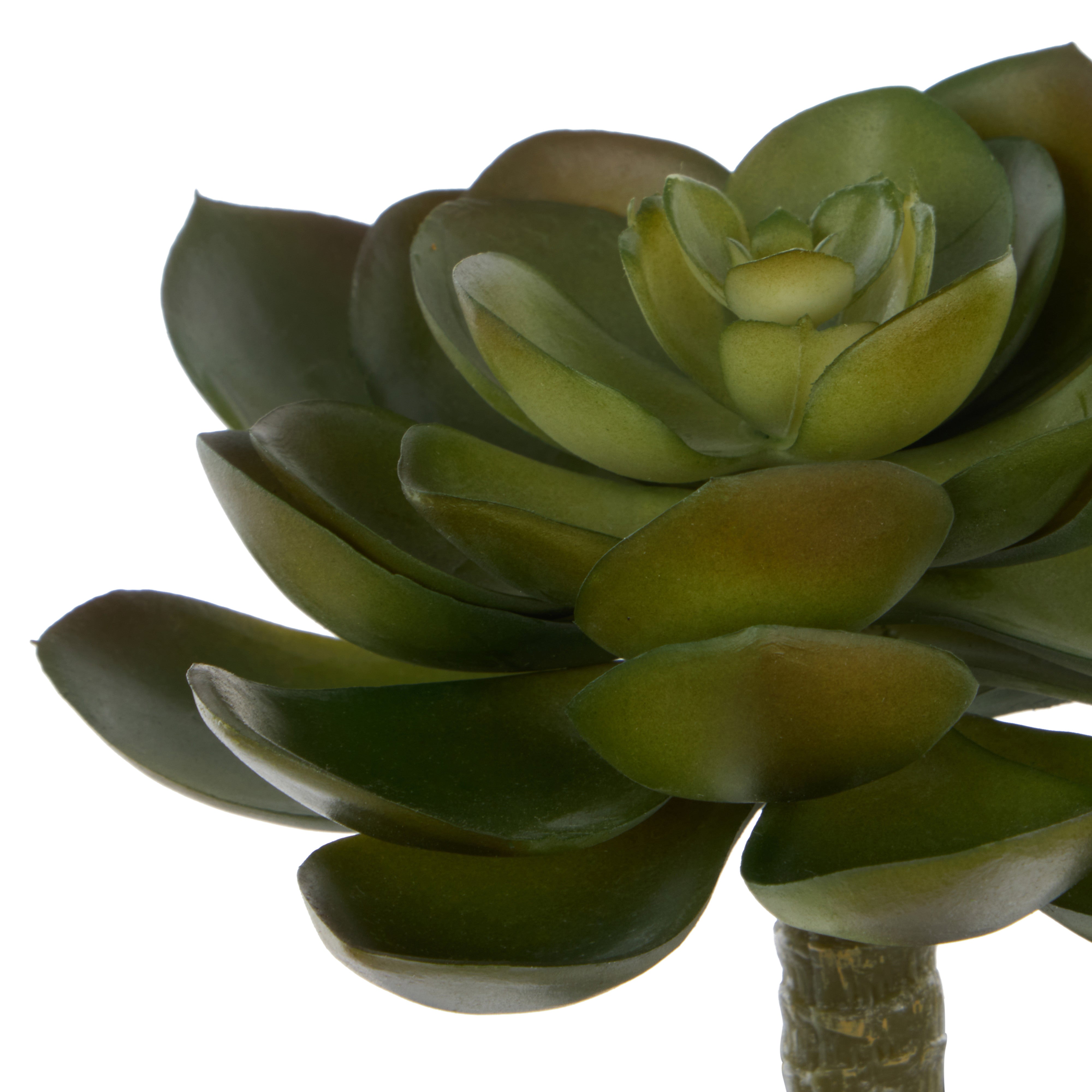 Rogue Echeveria Loose 13cm