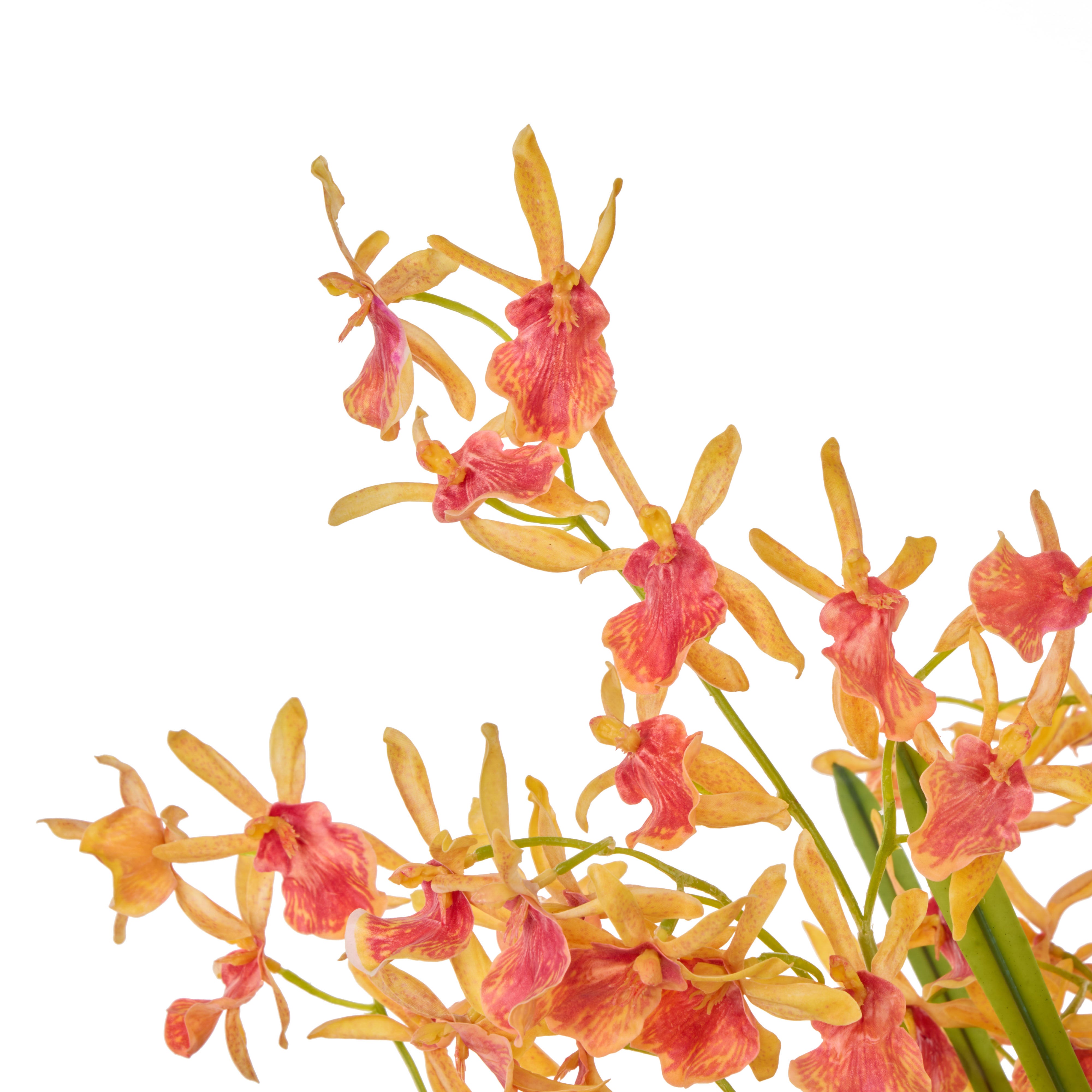 Rogue Dendrobium Plant - Maliah Orange & Green Large