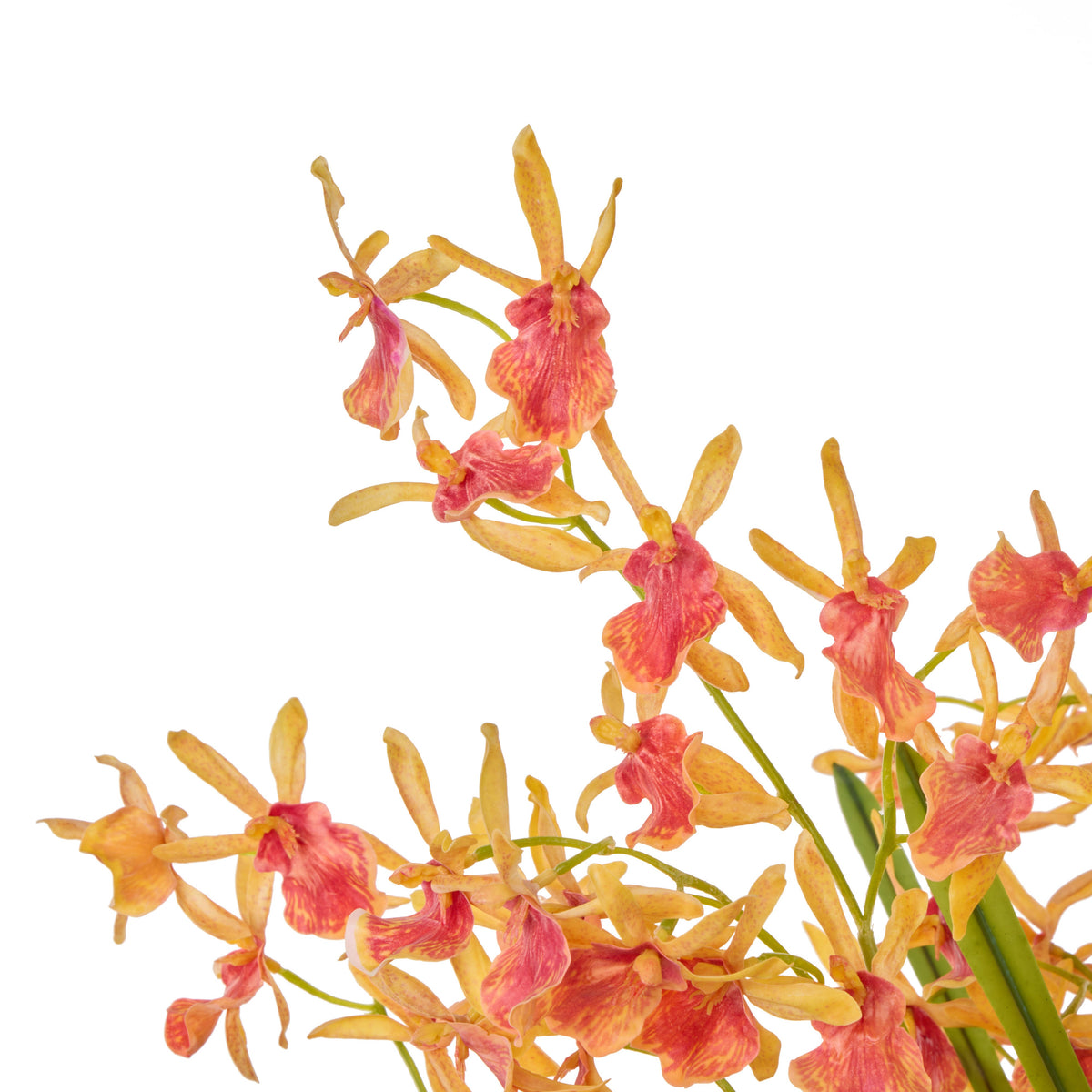 Rogue Dendrobium Plant - Maliah Orange & Green Large