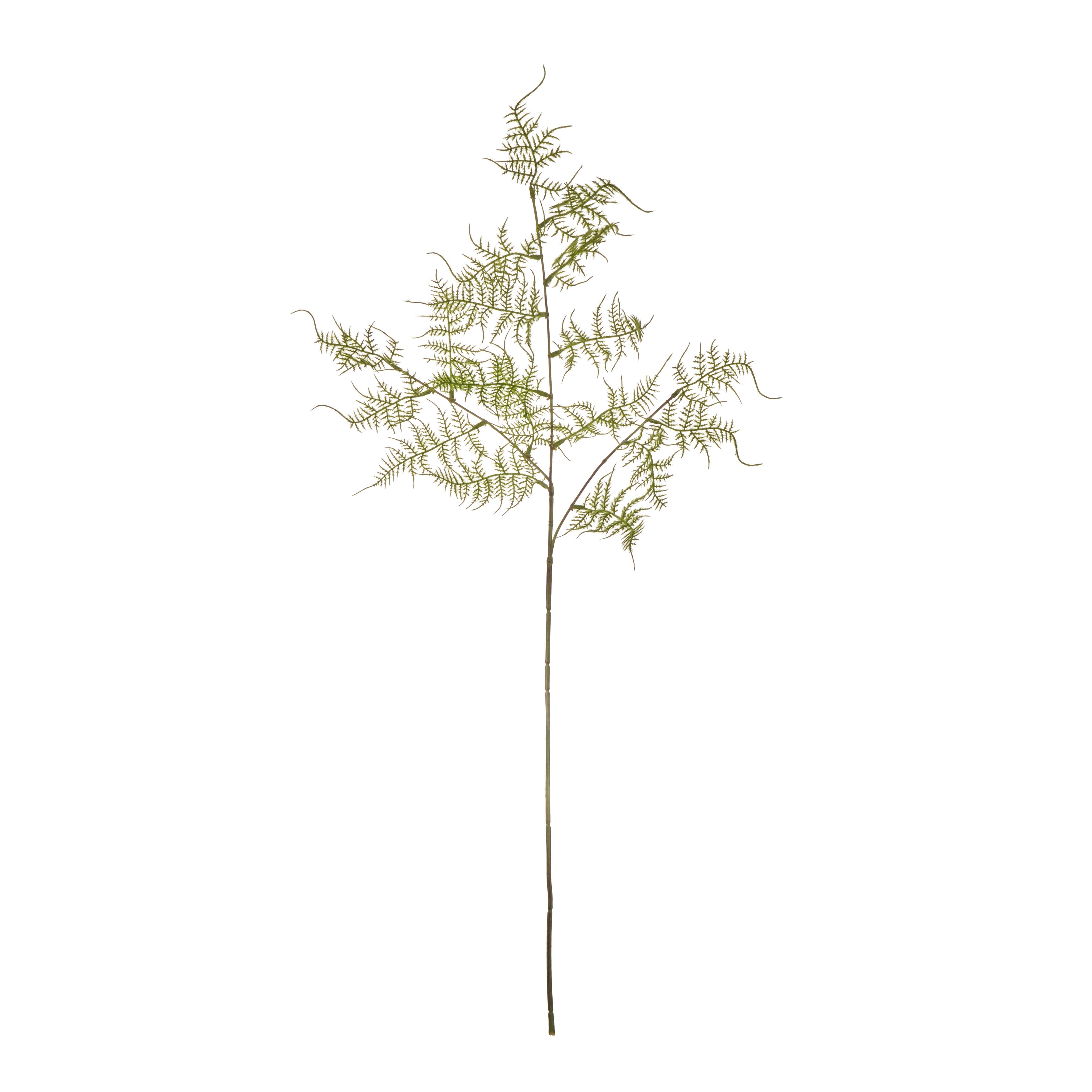 Rogue Fern Spray