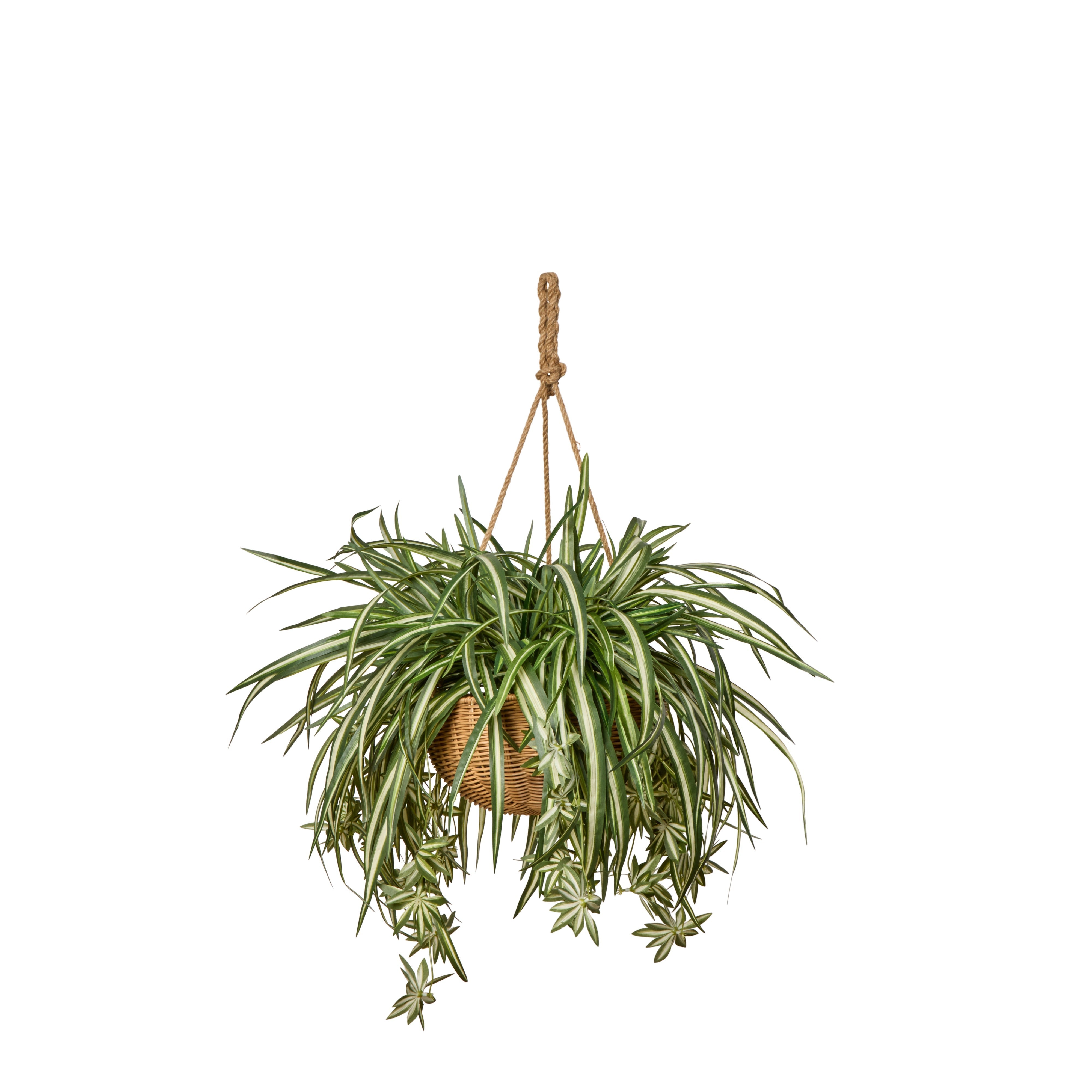 Rogue Spider Plant Laos Hanging 74x74x70cm Green & White