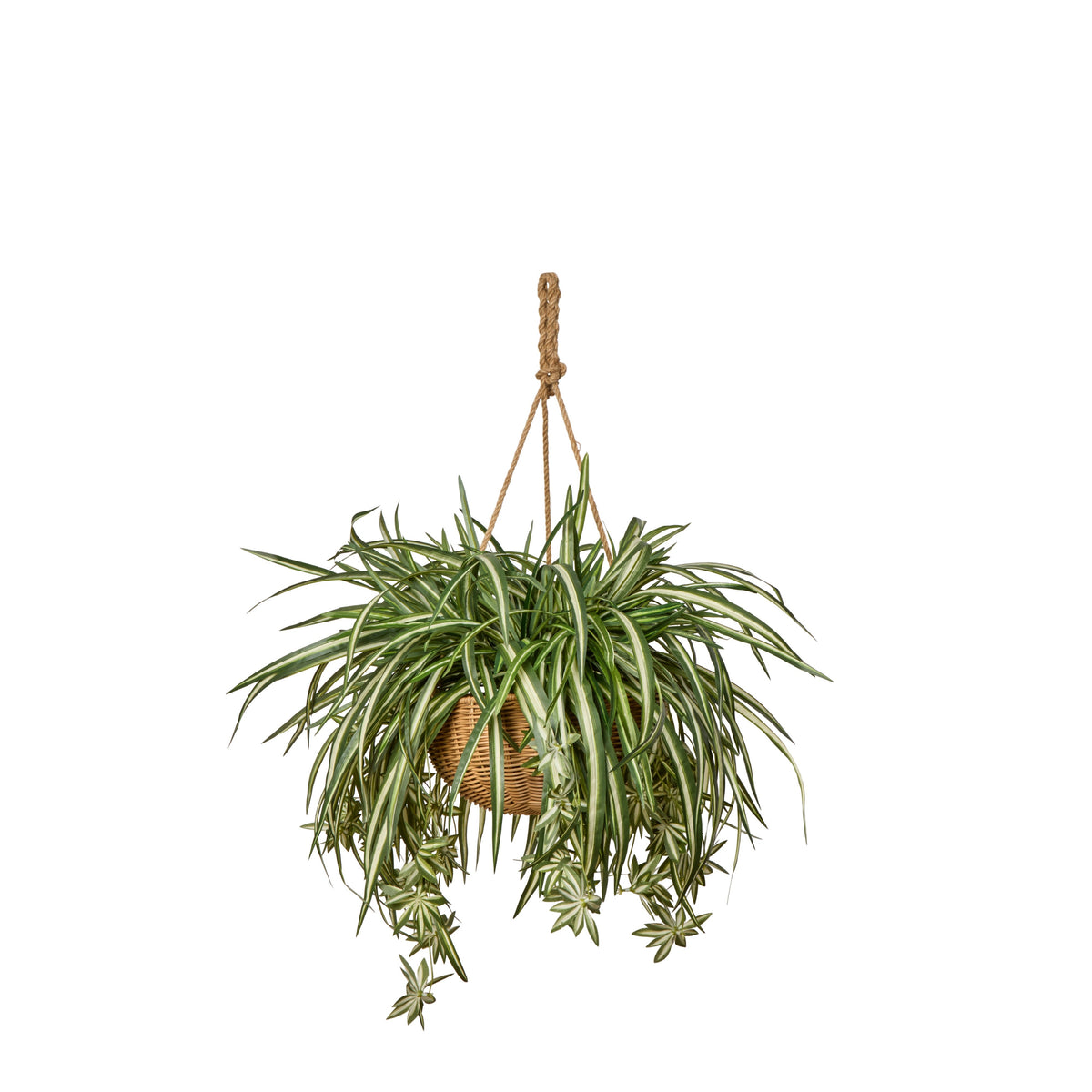 Rogue Spider Plant Laos Hanging 74x74x70cm Green & White