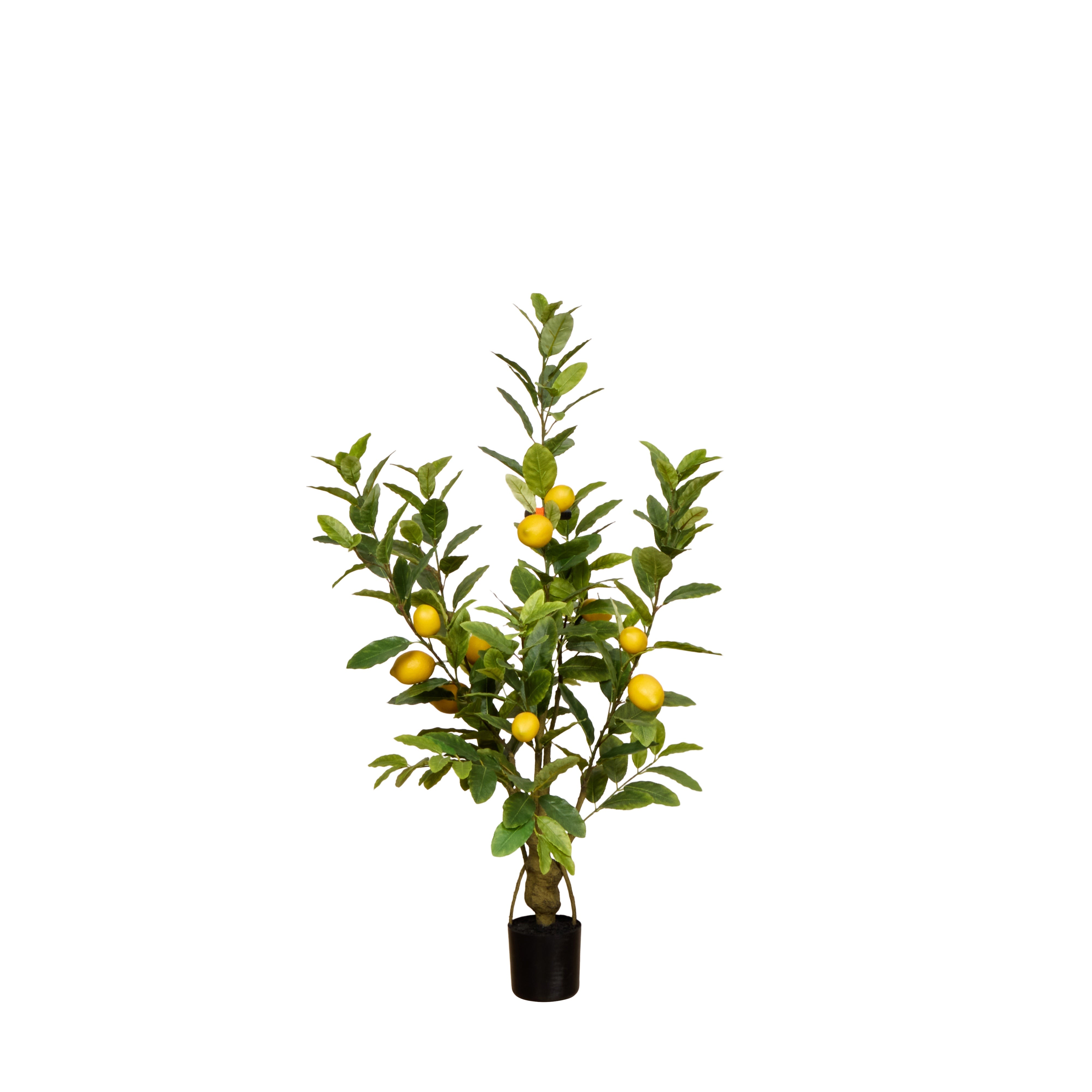 Rogue Lemon Tree - Garden Pot 120cm