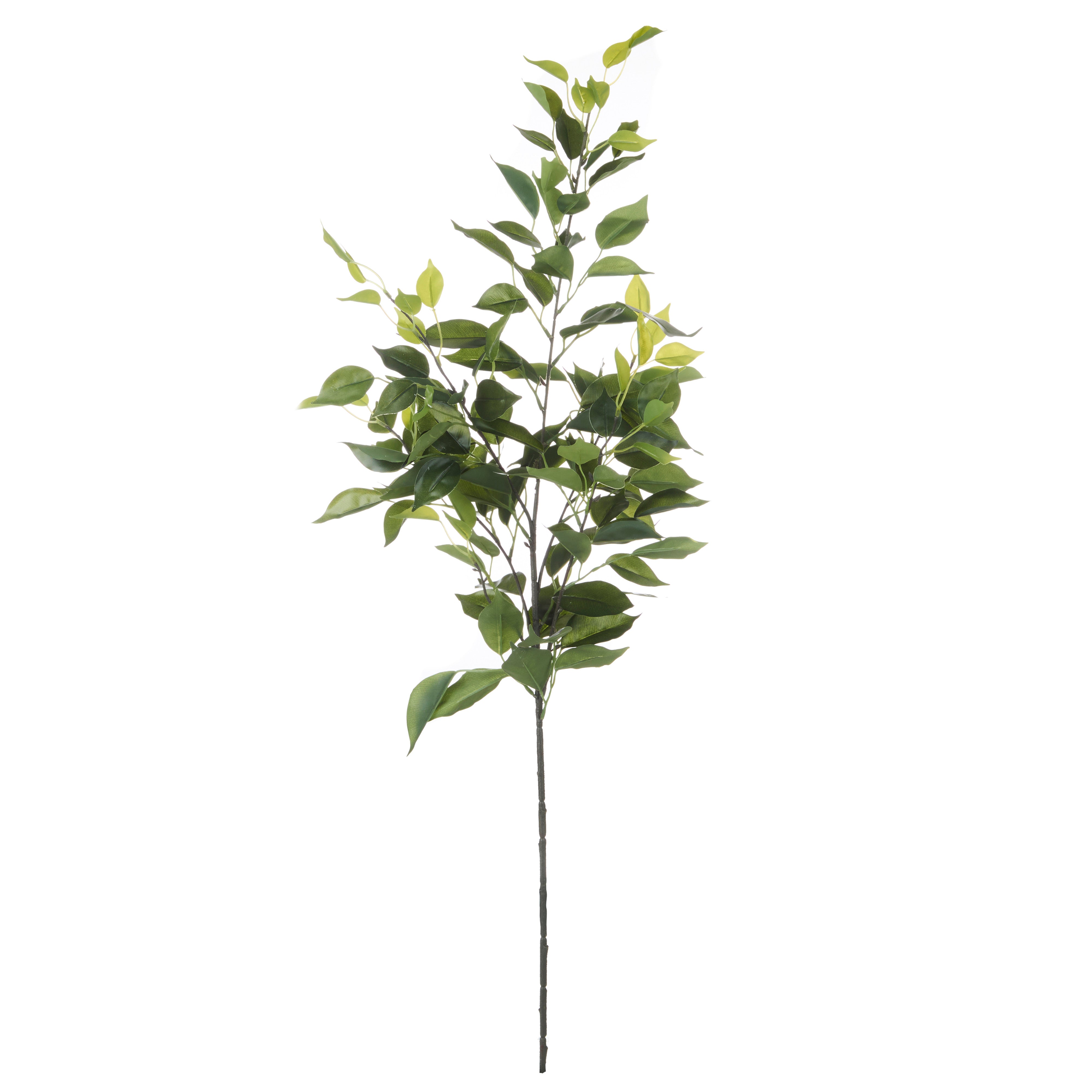 Rogue Ficus Leaf Spray