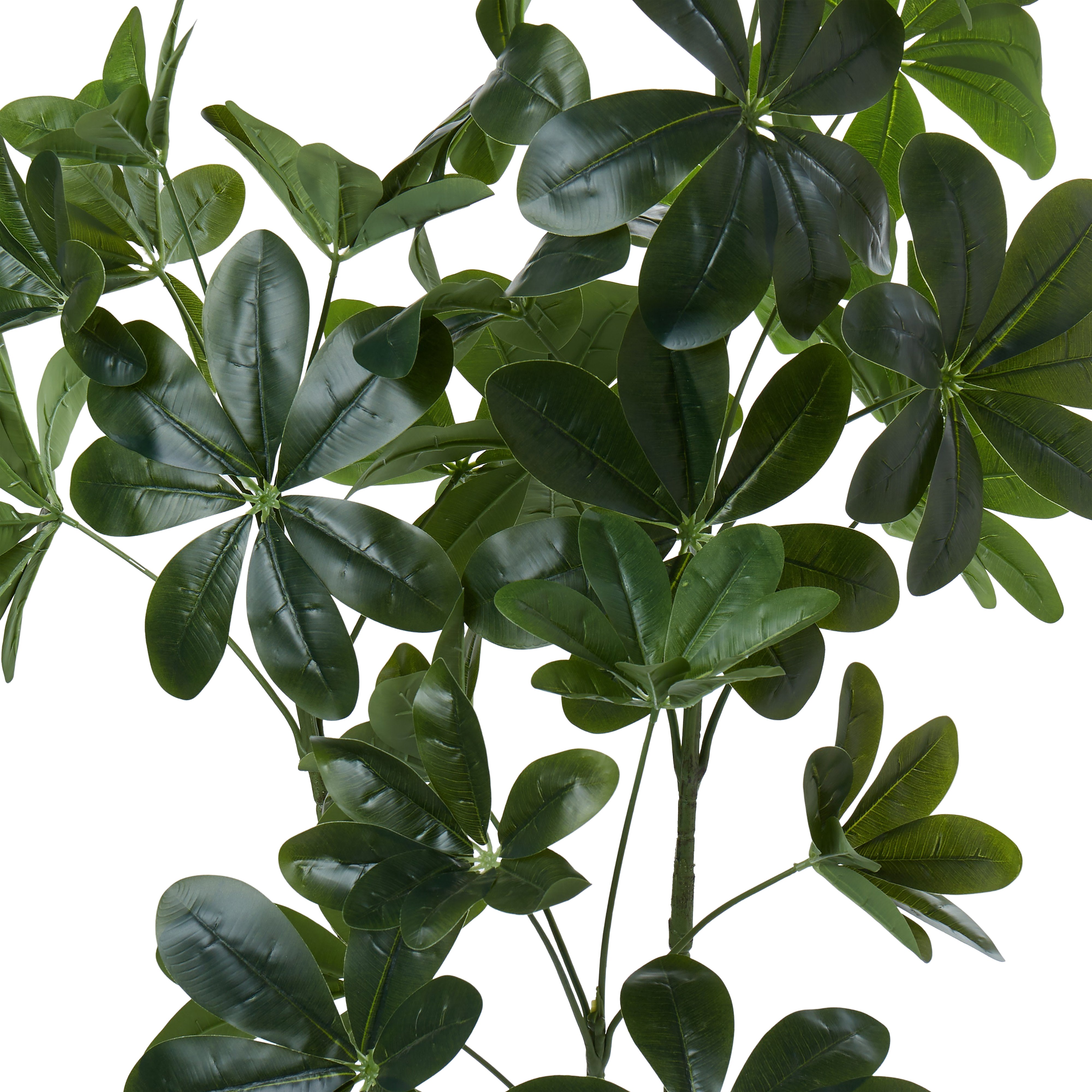 Rogue Umbrella Tree - Garden Pot